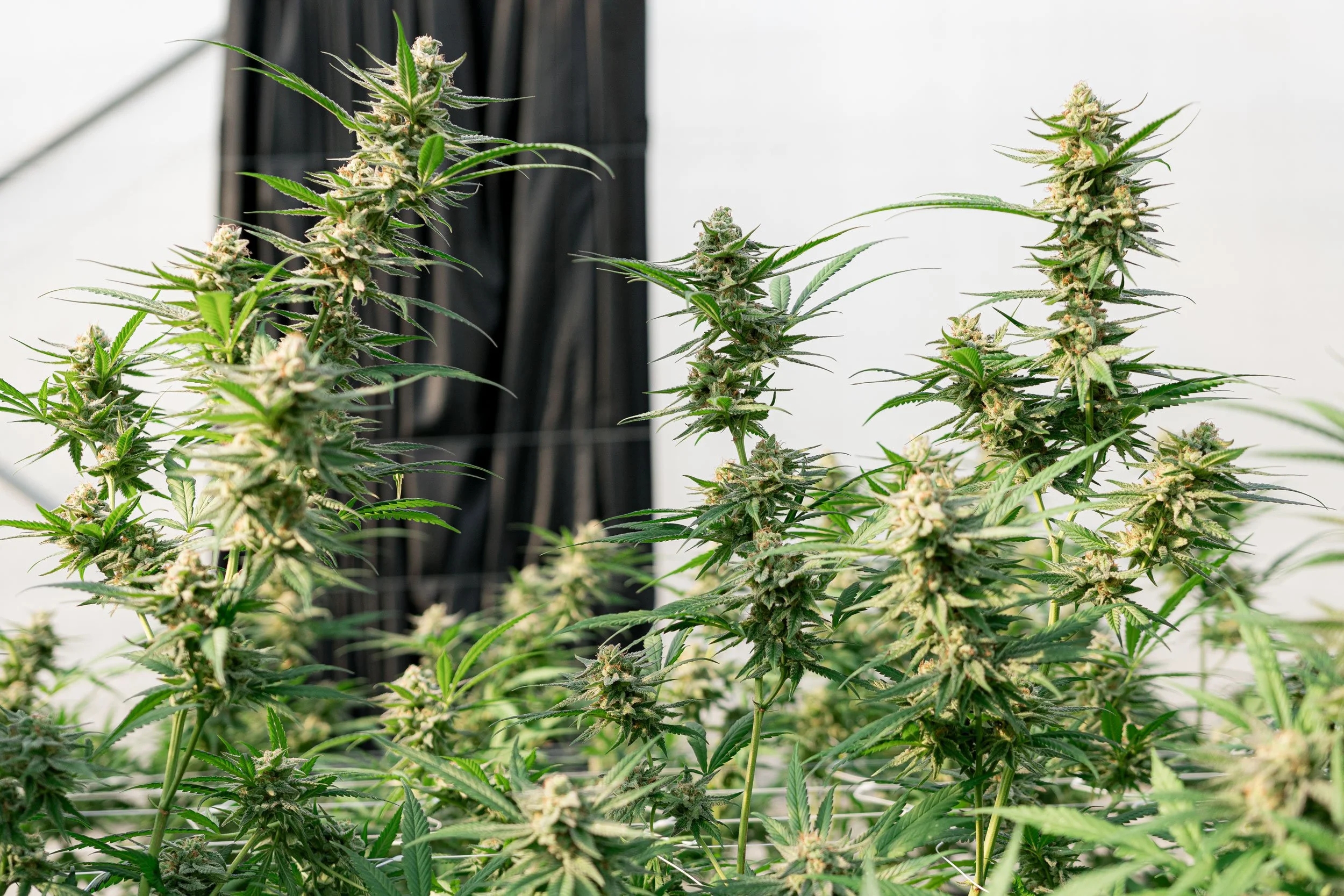  Close up of medical cannabis plants grown for Galaxia Living Soil strains under bright natural light. 