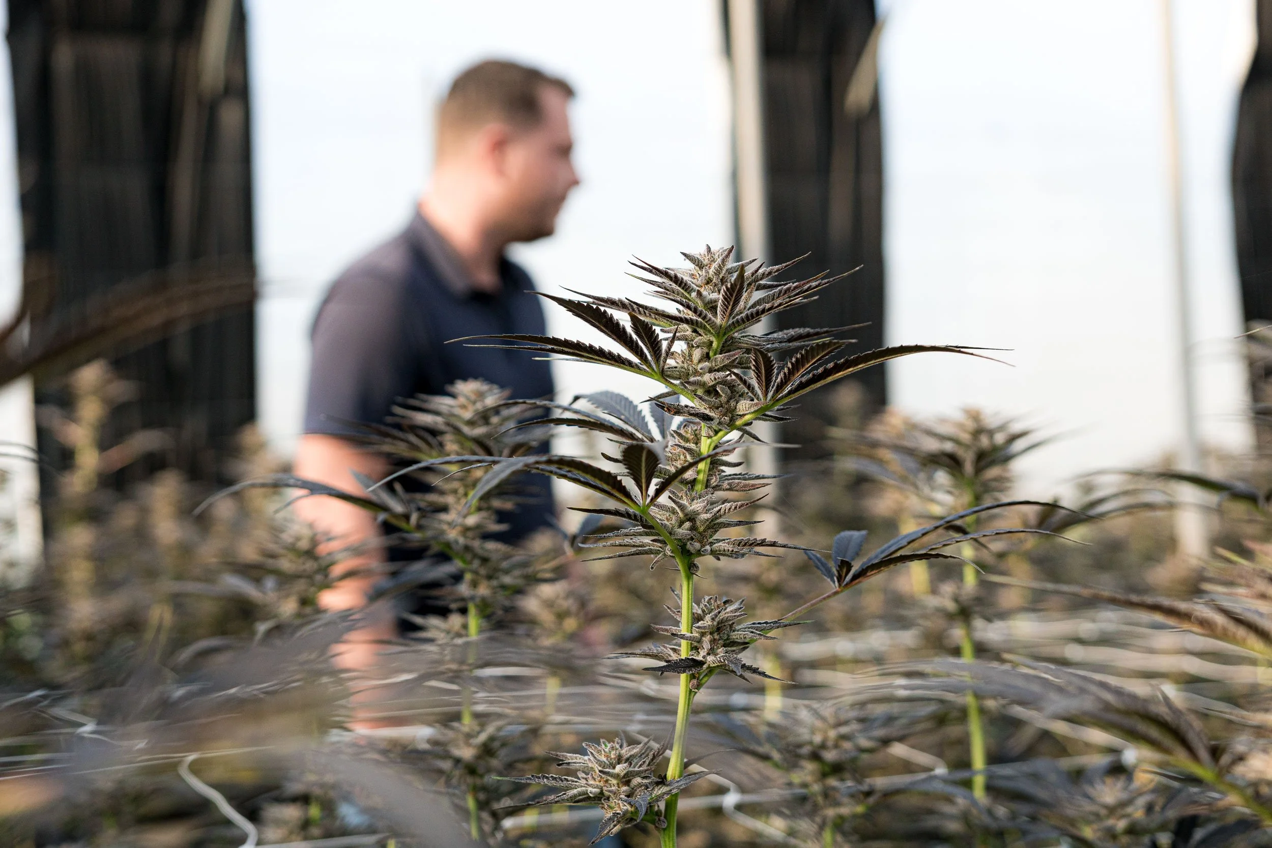  A cultivator inspects rows of medical cannabis plants grown for Galaxia Living Soil strains. 