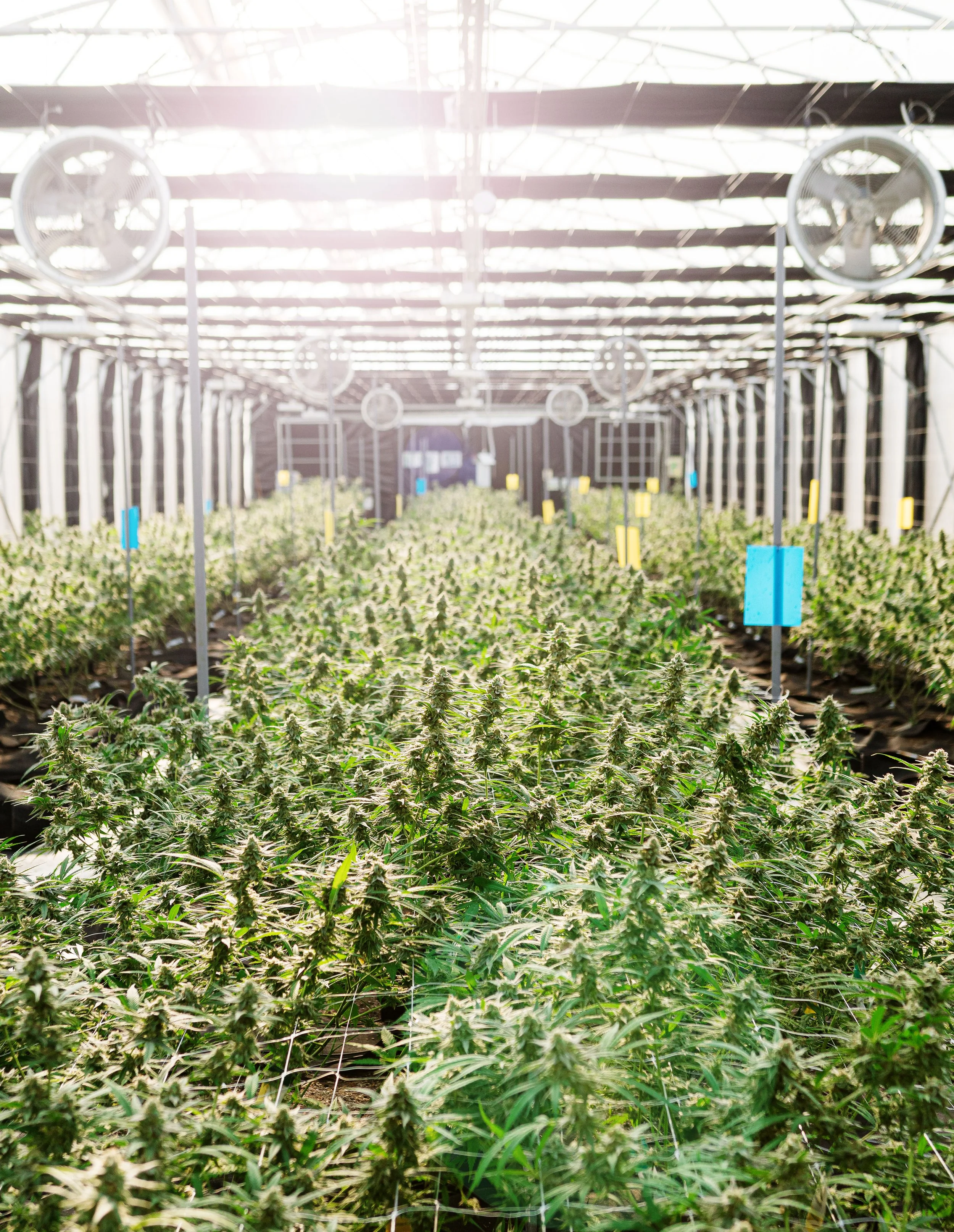  A greenhouse with rows of medical cannabis plants grown for Galaxia Living Soil strains under bright natural light. 