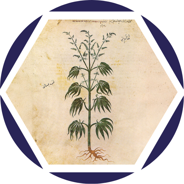 Eine antike botanische Zeichnung einer Cannabispflanze mit mehreren Blättern an einem Stängel, versehen mit handschriftlichen Notizen in arabischer Sprache. Darin wird die Geschichte der Verwendung von Cannabis als Heilmittel erläutert.
