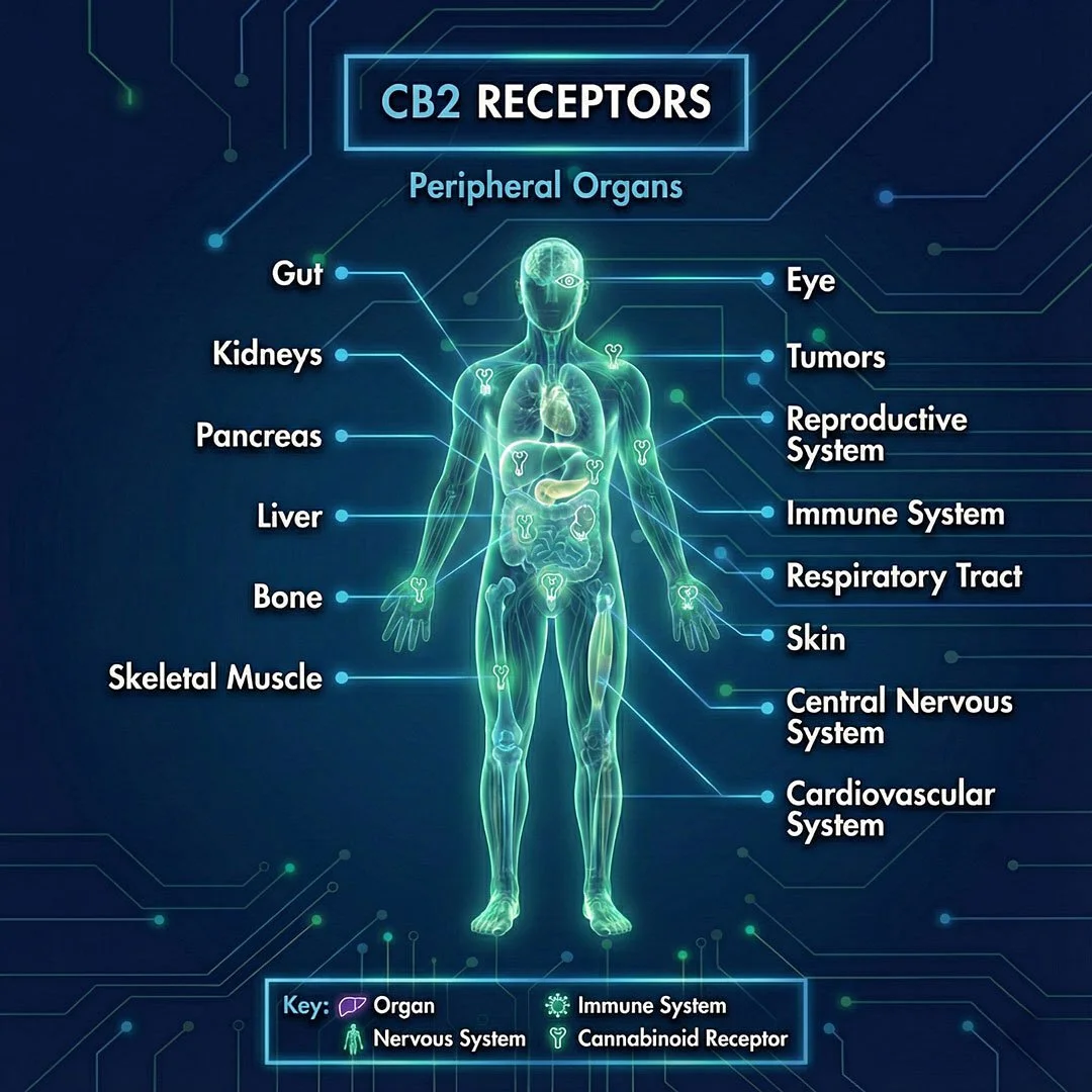 Diagramm der CB2-Rezeptoren als periphere Organe und deren Lage im menschlichen Körper, inklusive Verdauungs-, Nervensystem, und andere Systeme, mit Legende für Organe, Nervensystem, Cannabinoid-Rezeptoren und Immunsystem.