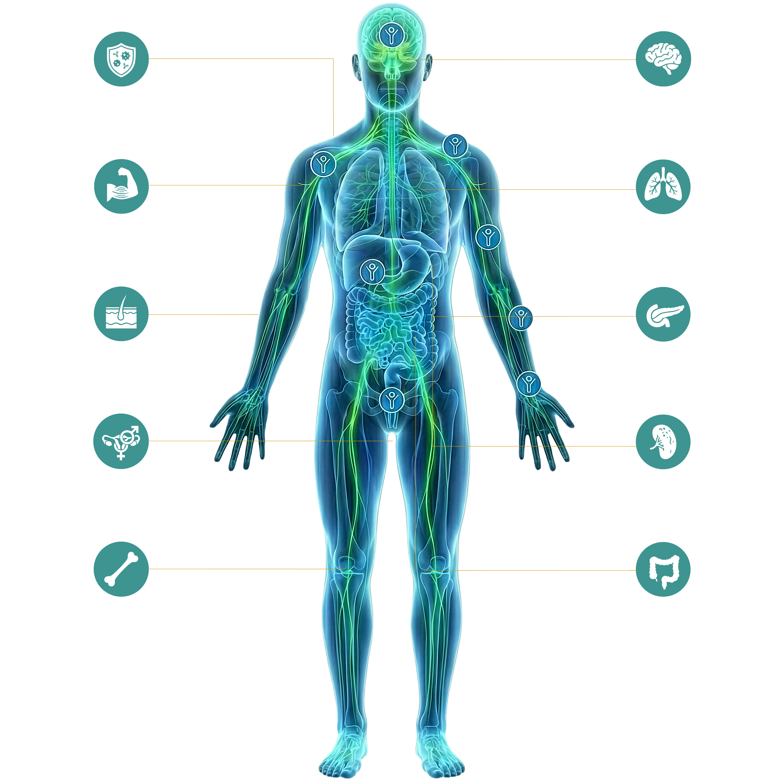 Grafik des menschlichen Körpers mit den Namen der Nerven- und Organsysteme, die vom Endocannabinoid-System gesteuert werden.