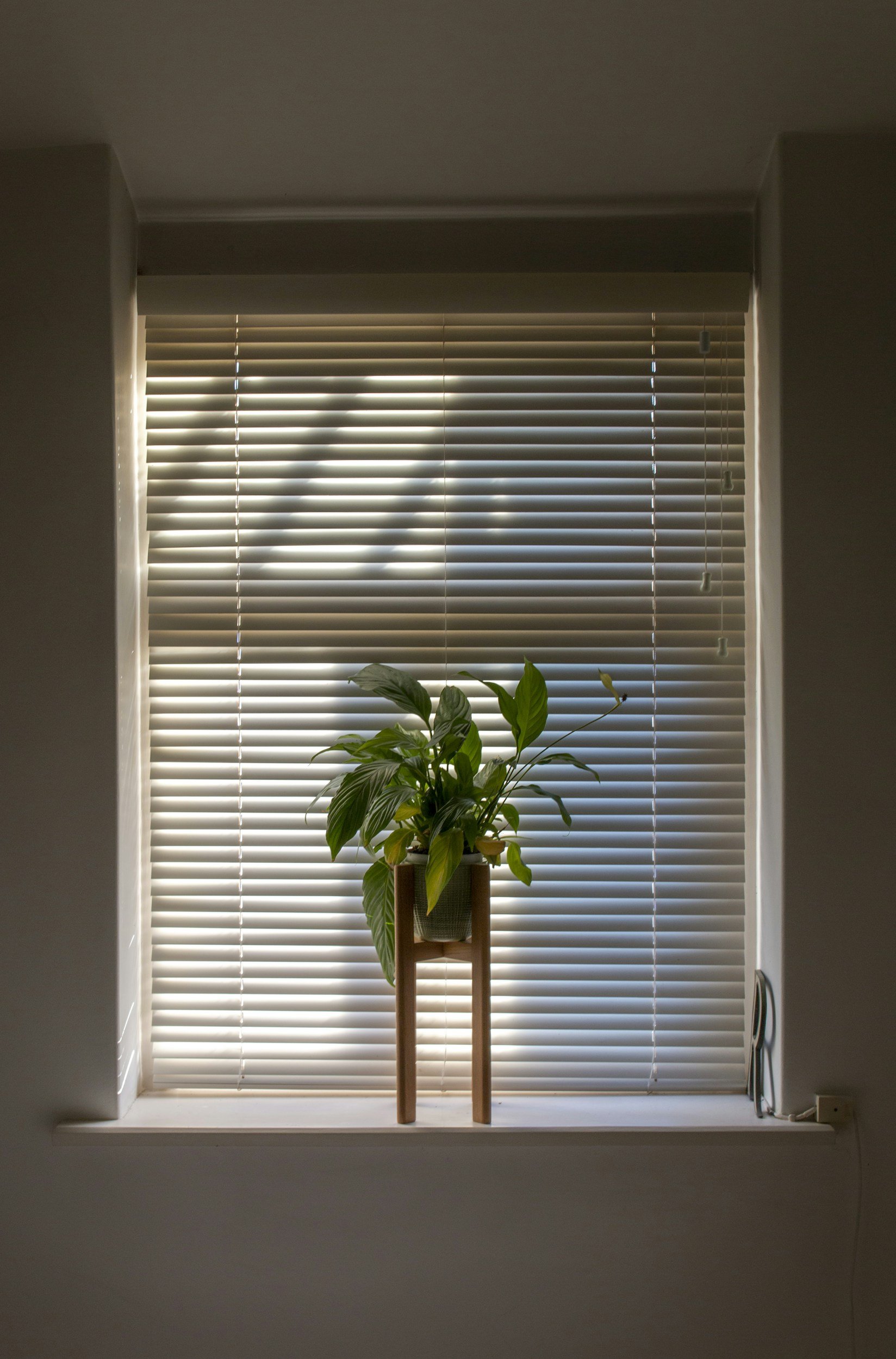 A window with closed beige blinds, a potted plant on a wooden stand, and a power outlet on the wall to the right.