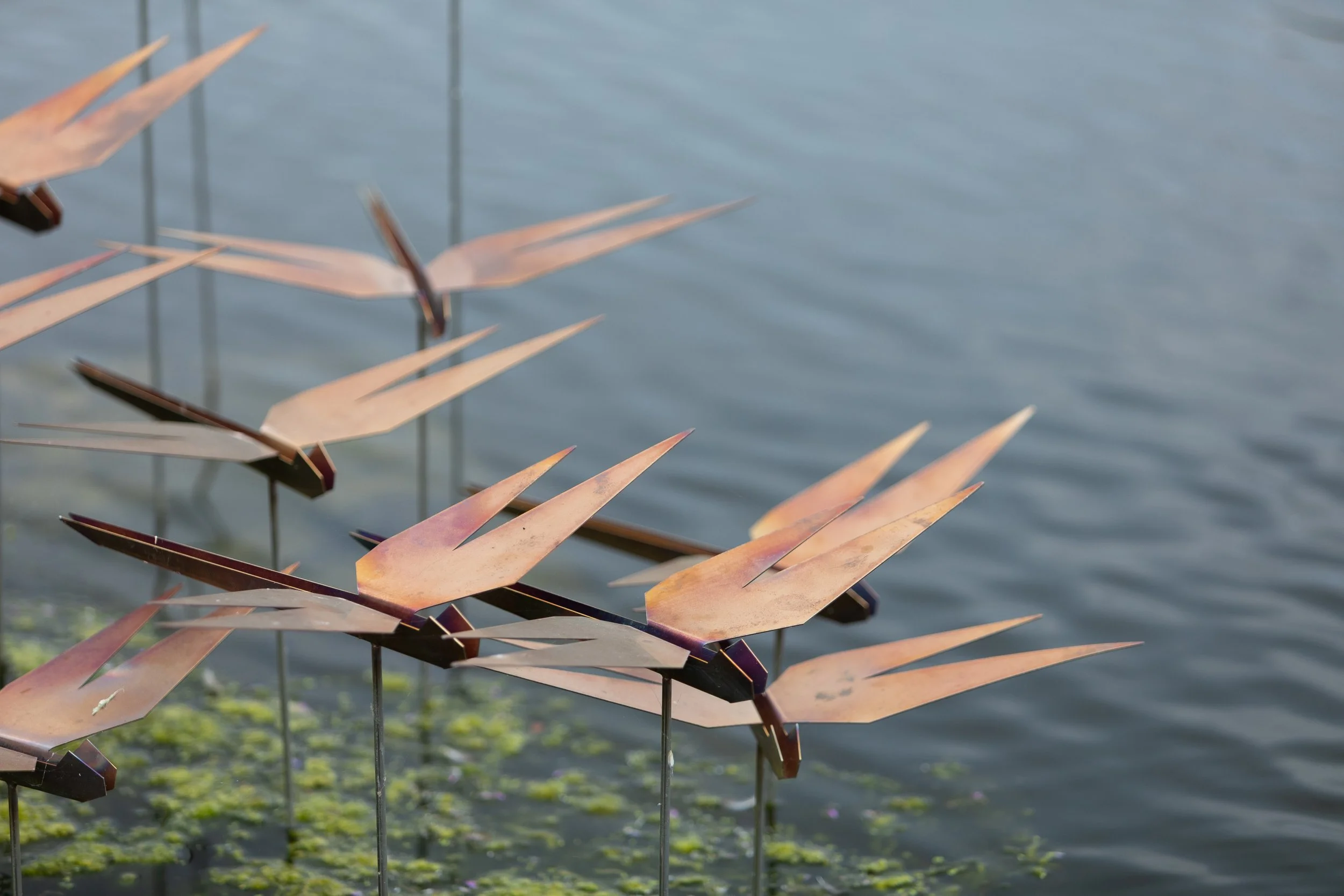 Iridescence-36 © Agnese Sanvito.JPG