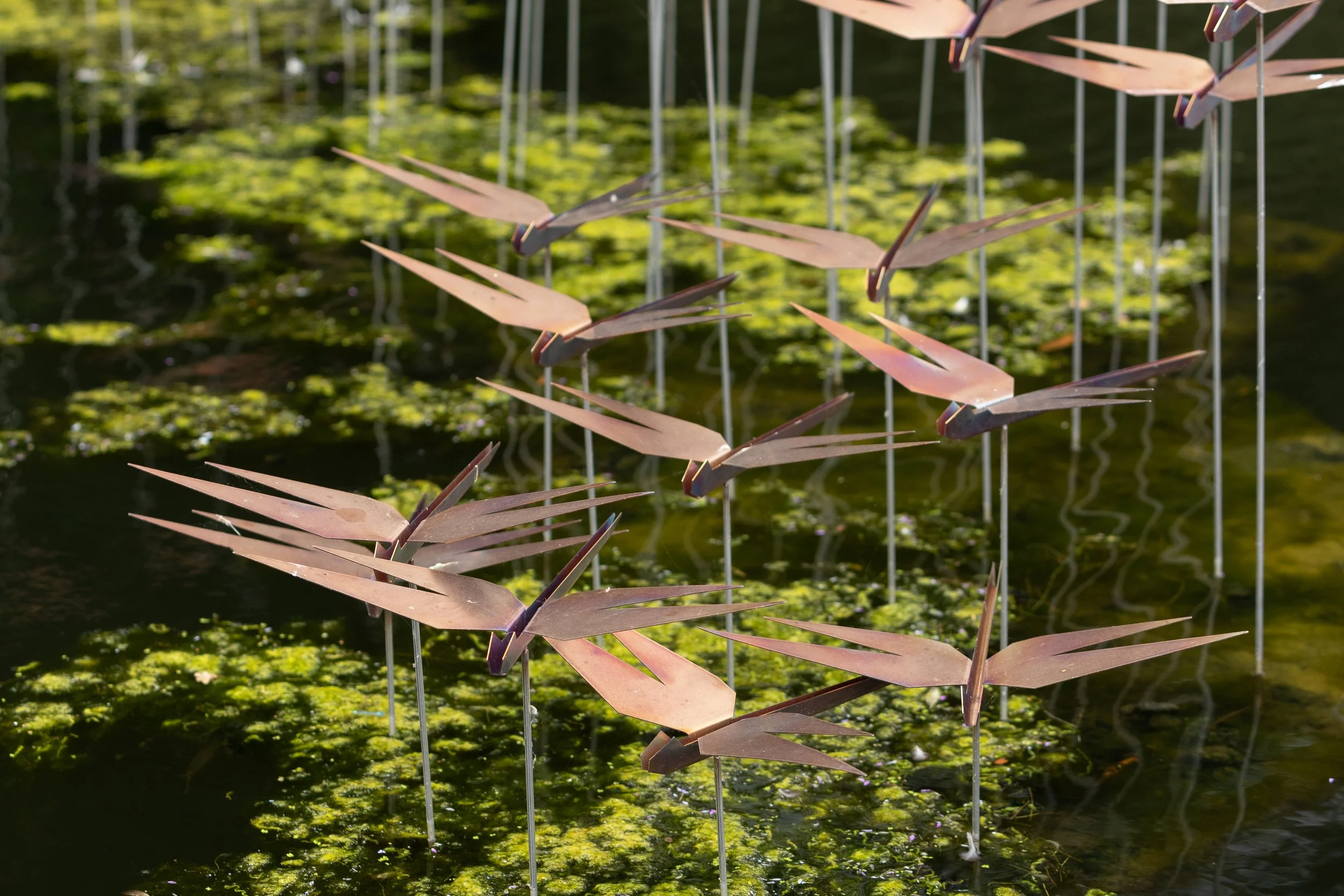 Iridescence-19 © Agnese Sanvito.JPG