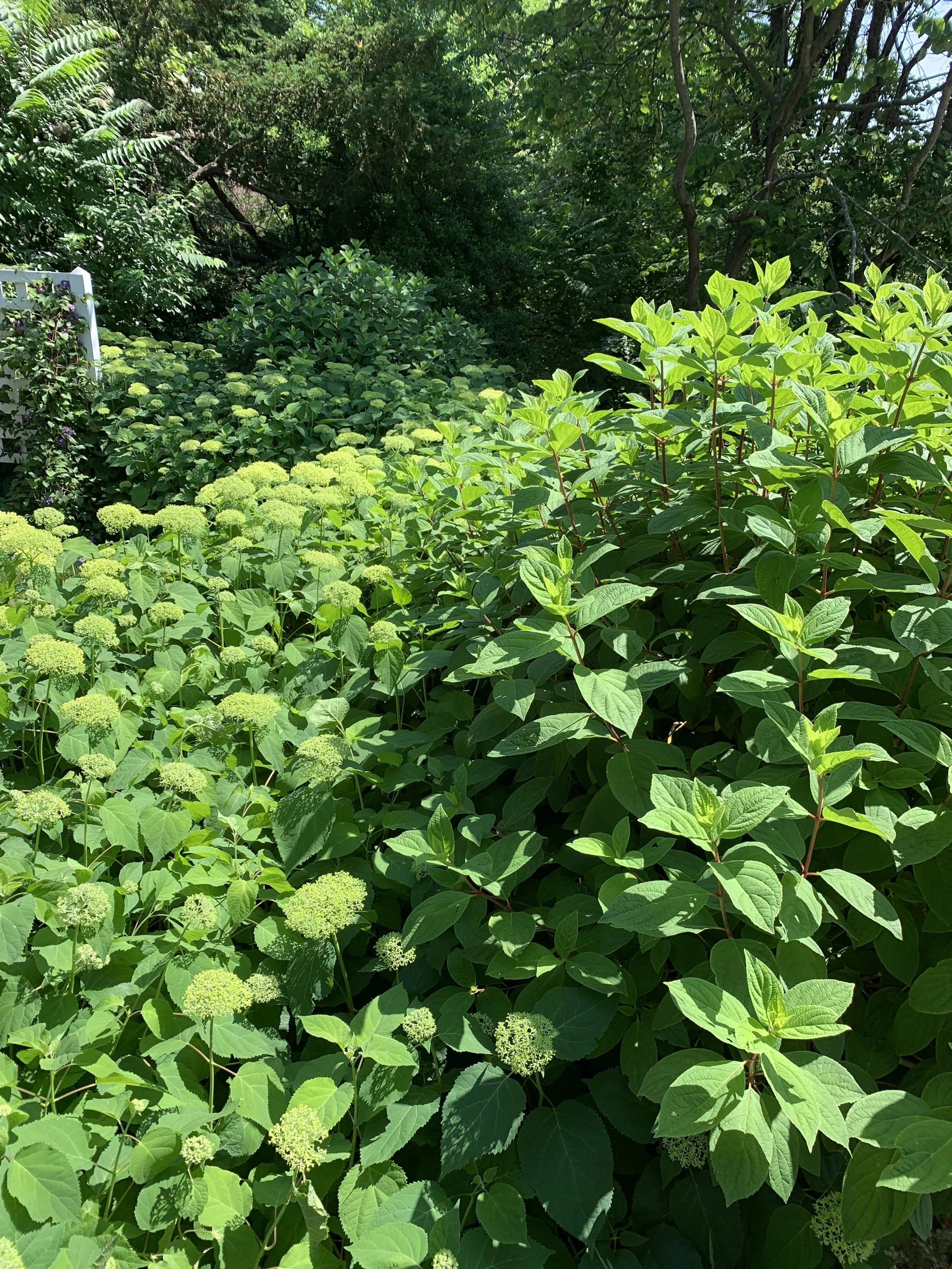 A lush garden filled with green plants and bushes under bright sunlight, with a small white fence in the background.
