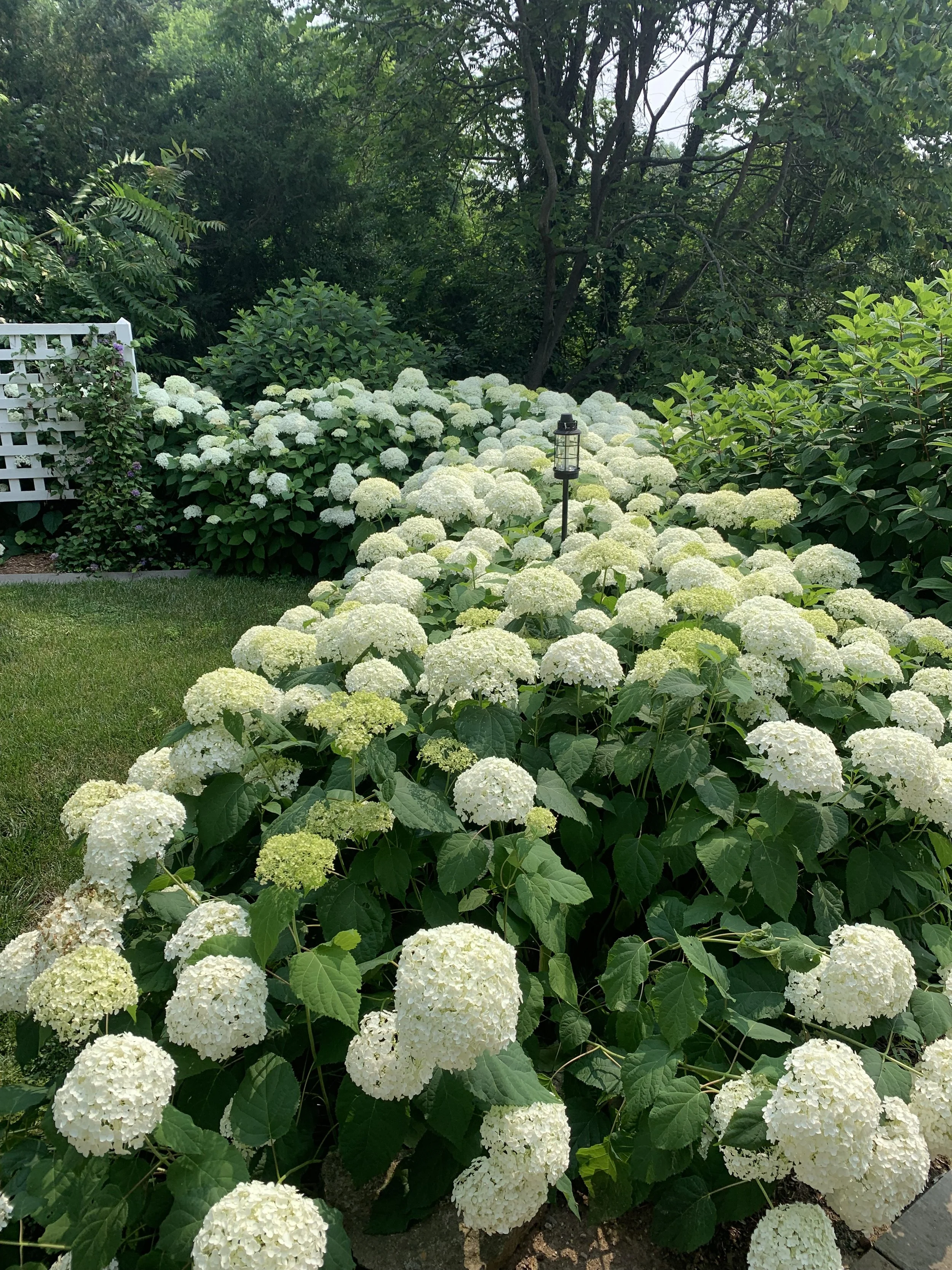 White hydrangea flowers blooming in a garden with greenery and trees in the background.