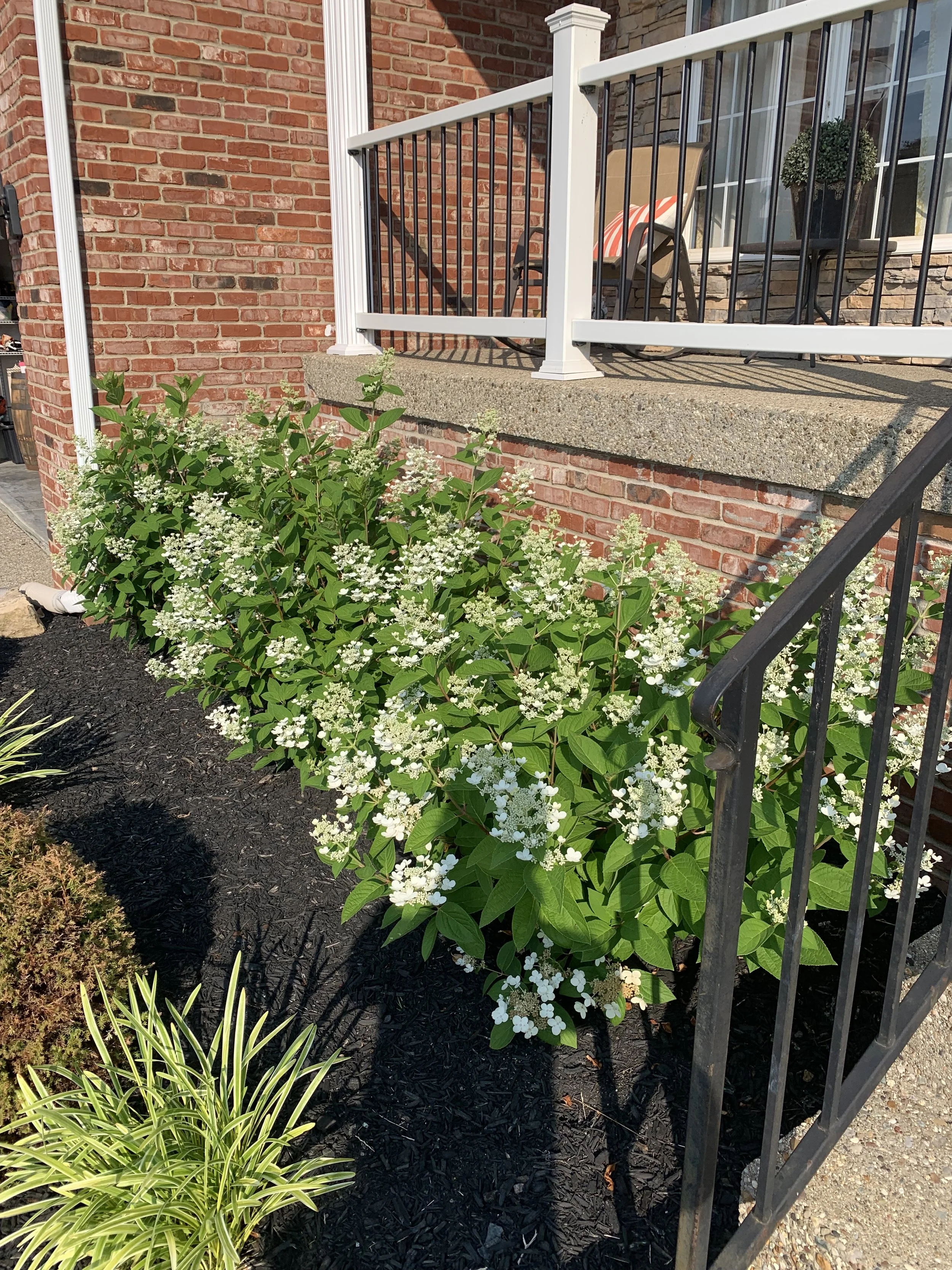 White flowering shrub near black metal staircase railing on a front porch with brick and stone wall, outdoor furniture, and potted plant.
