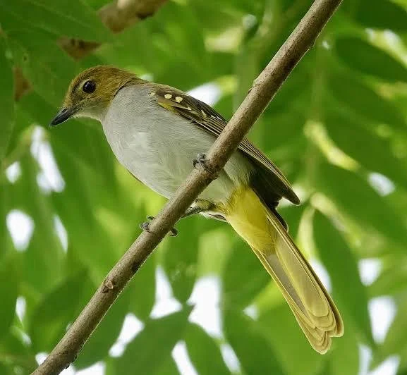 Bird 11.jpeg