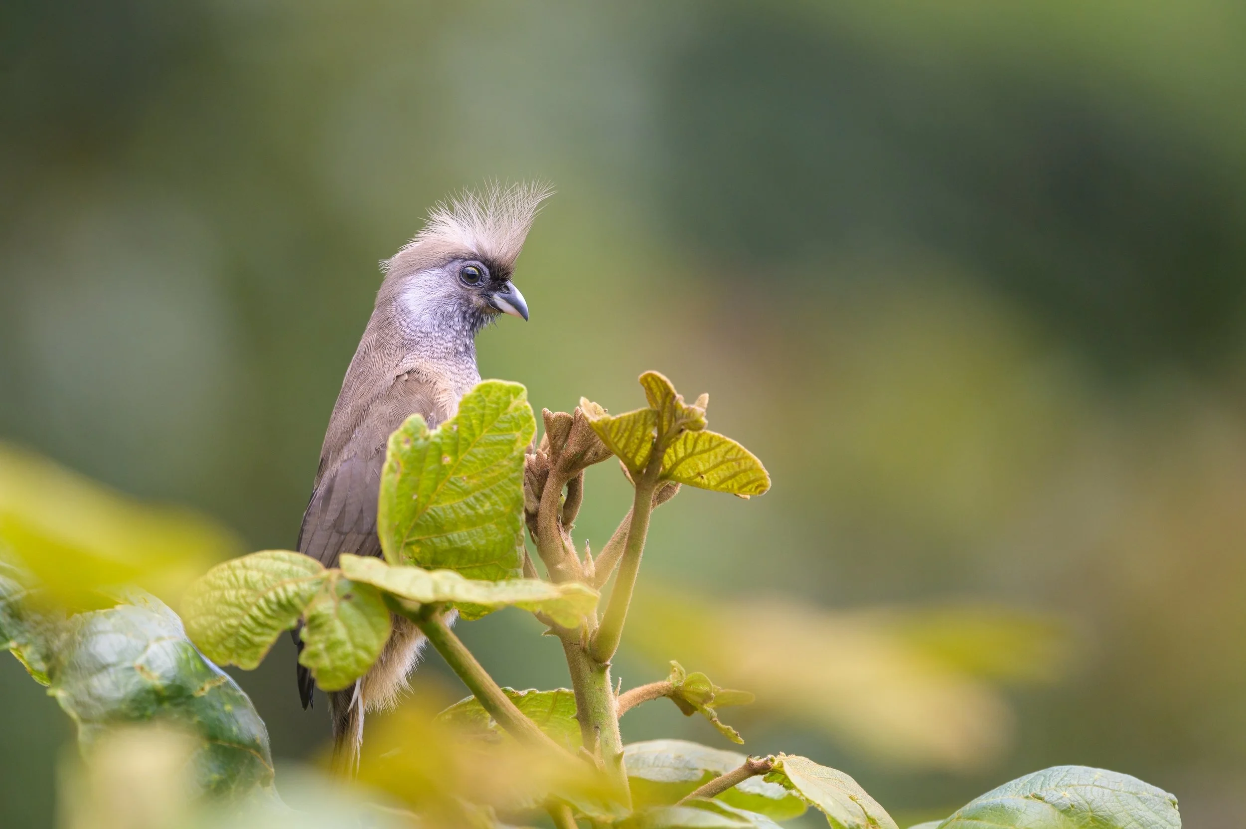 Speckled Mousebird.jpg