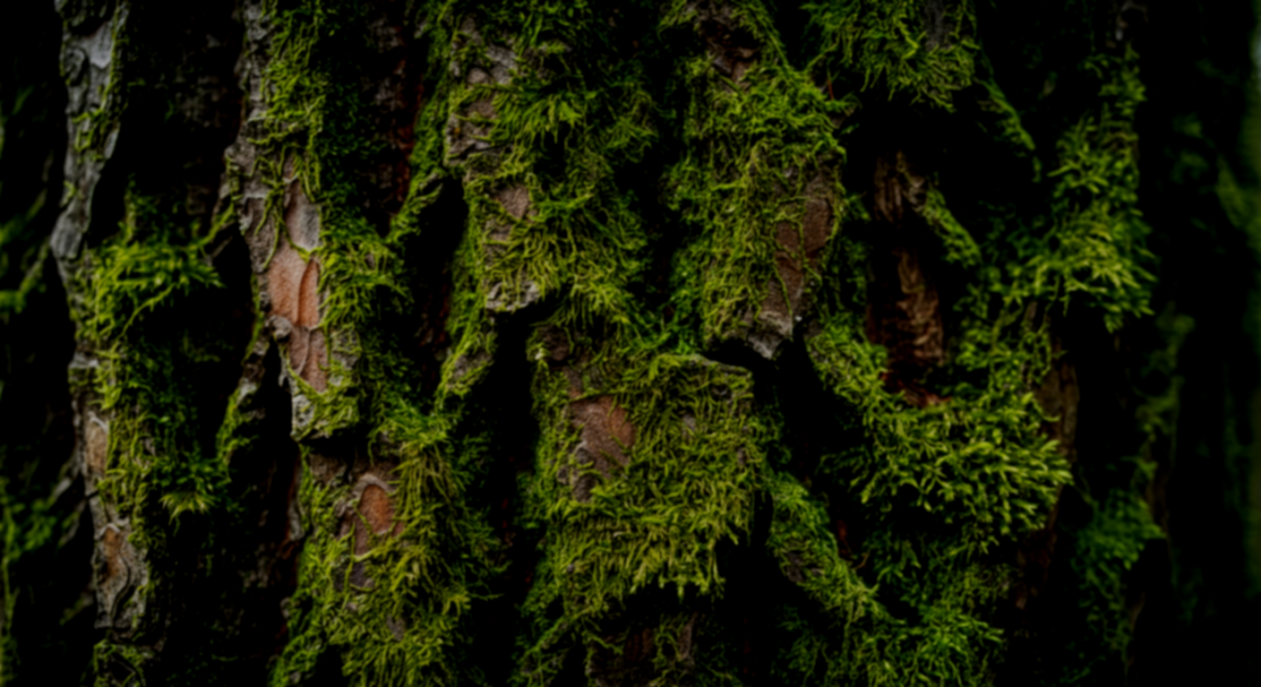 ancient-moss-forest-biophilic-background-gloria-black-design-about-page-naples-florida.png