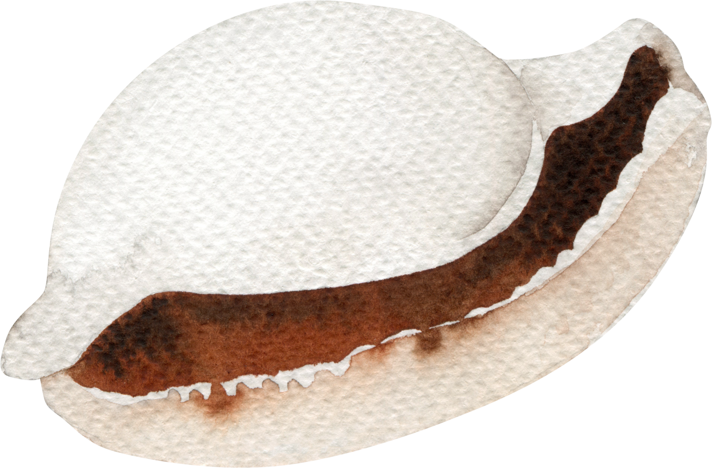 Cowrie shell icon representing Brands Seeking Collaboration — Gloria Black Design offers product collaborations, capsule collections, and licensing partnerships for companies seeking award-winning creative direction, Naples Florida