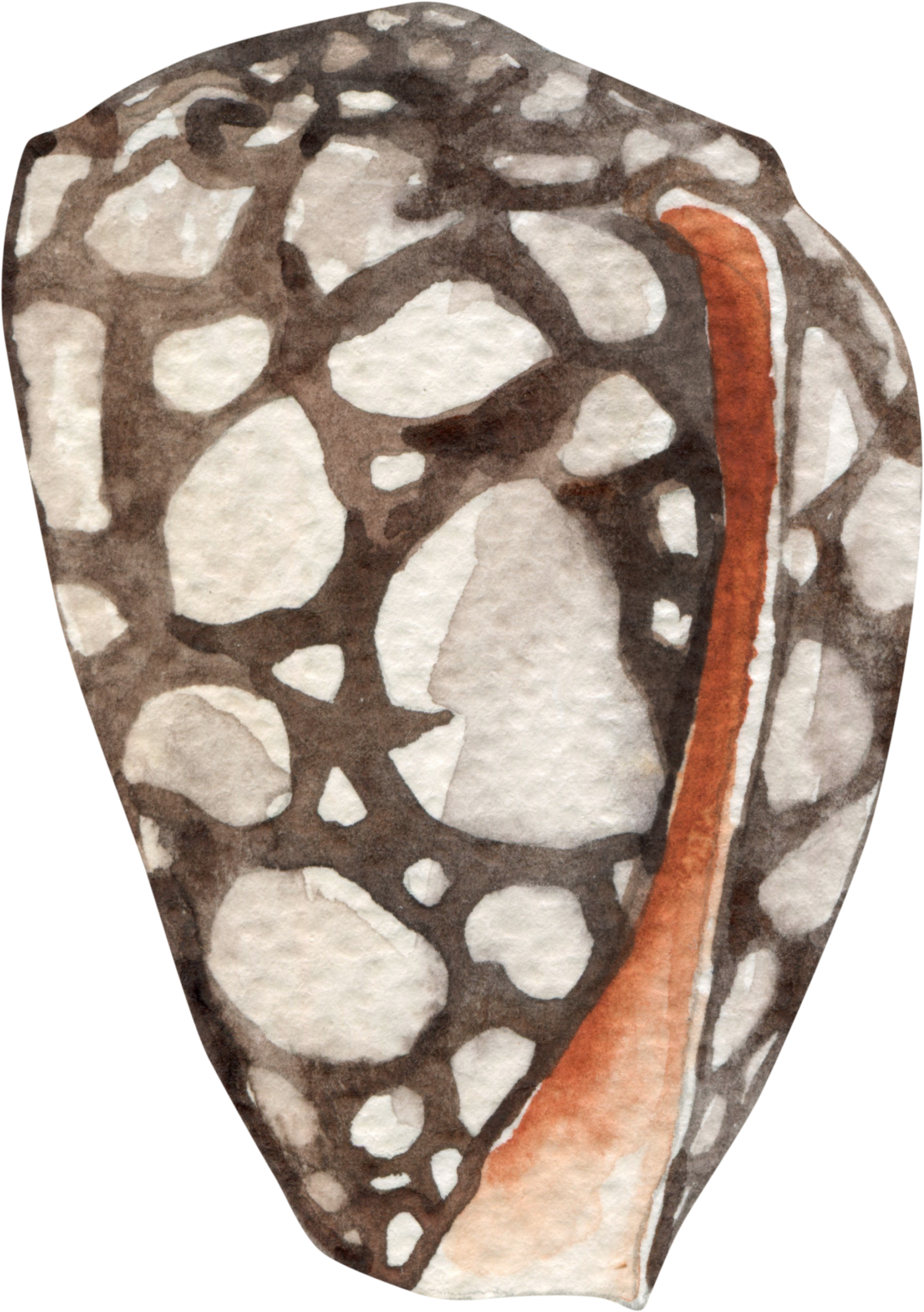 Marbled cone shell icon representing Architects and Builders — Gloria Black Design provides interior expertise for technically demanding projects where aesthetics and engineering must align, luxury design consultant Naples Florida