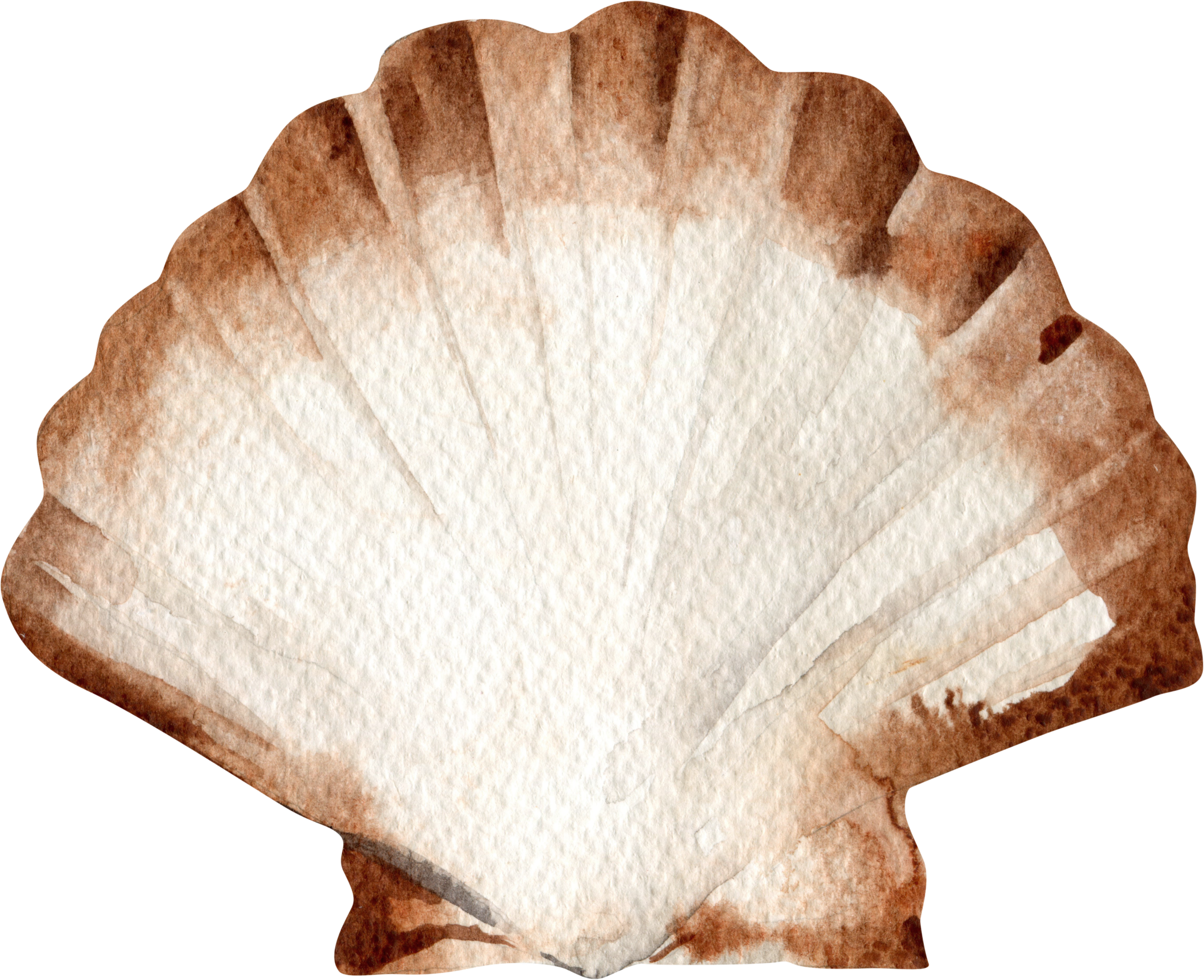 Watercolor scallop shell illustration