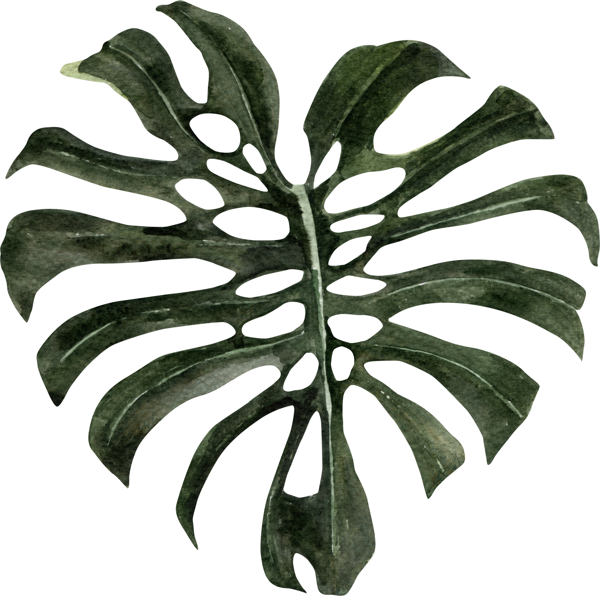 Monstera leaf representing Wellness-Devoted clients — Gloria Black Design creates biophilic, non-toxic, circadian-aligned homes and workplaces where environment shapes wellbeing, luxury wellness interior design Naples Florida