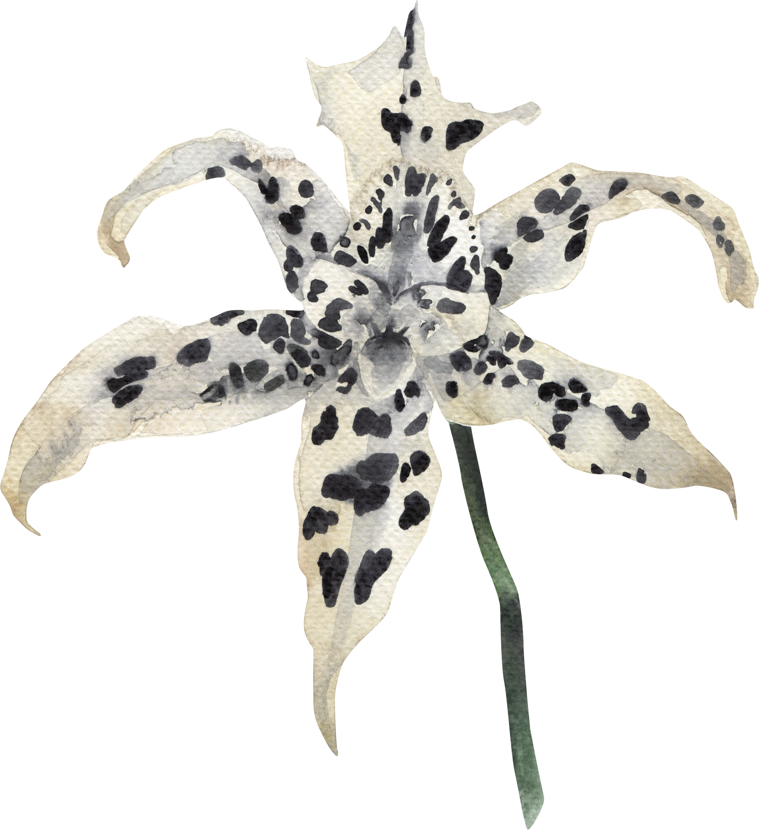 Botanical spotted orchid icon representing Neurodivergent and Adaptive Design — Gloria Black Design specializes in inclusive spaces for those who think, move, and thrive differently, expert special needs interior design consultant Florida