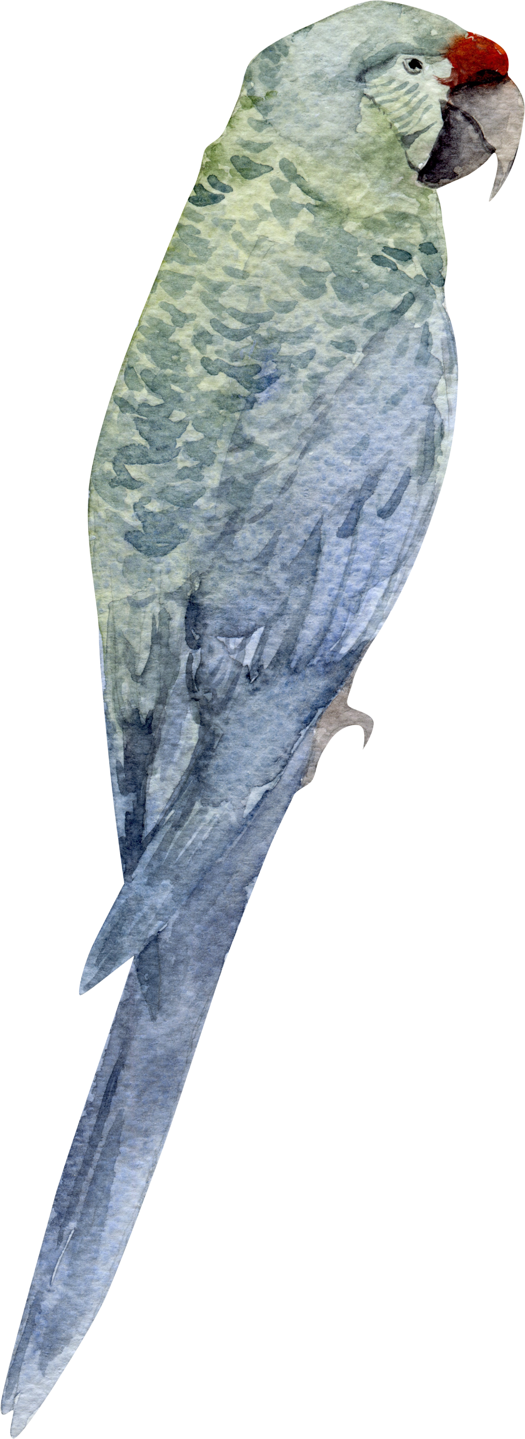 Parrot representing Creatives and Performers — Gloria Black Design specializes in interiors for musicians, artists, athletes, and entertainers who need spaces that restore and inspire, Naples Florida