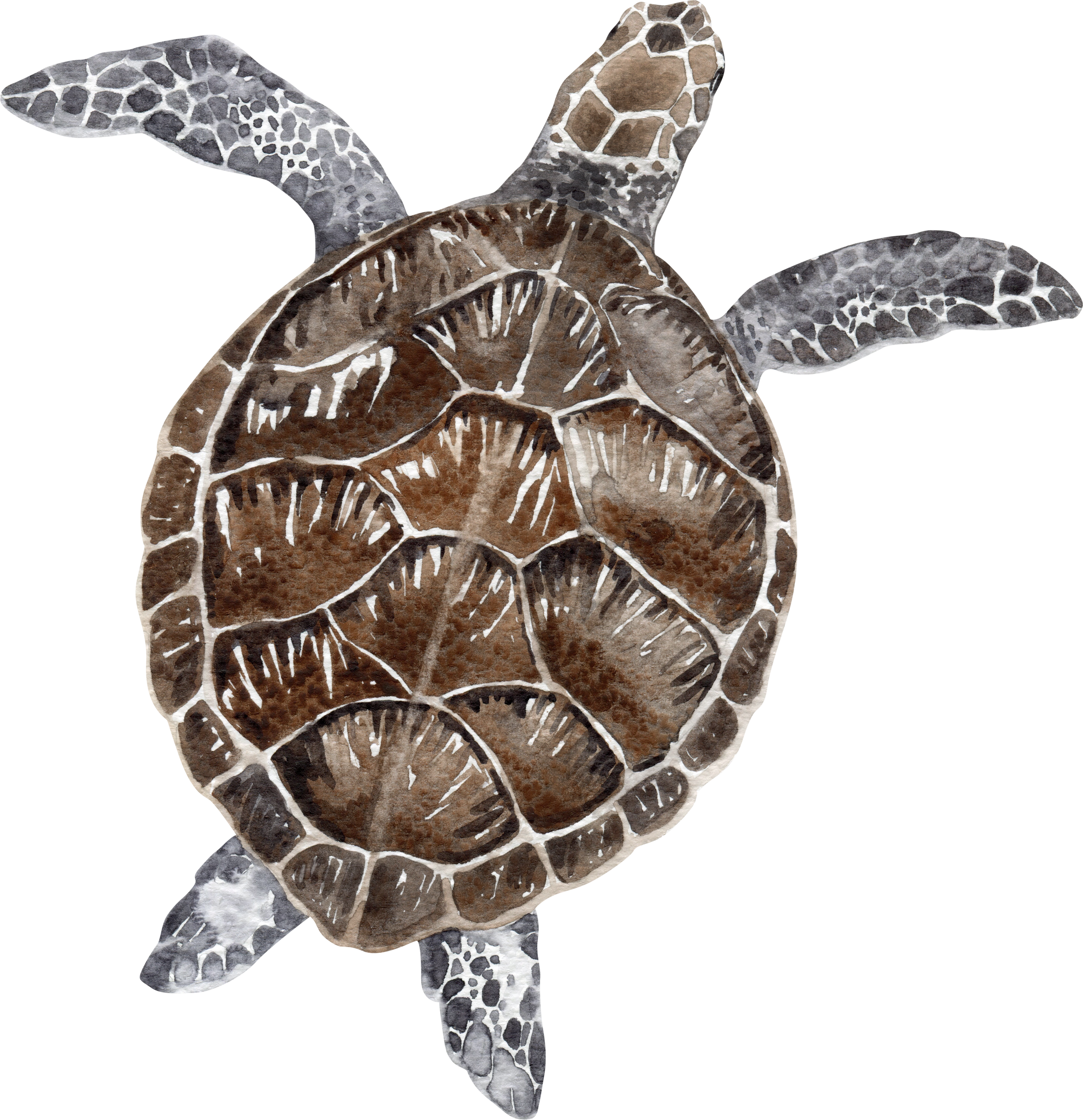 Sea turtle representing Yacht Owners — Gloria Black Design creates superyacht interiors combining technical maritime precision with transcendent luxury design, award-winning yacht interior consultant Florida