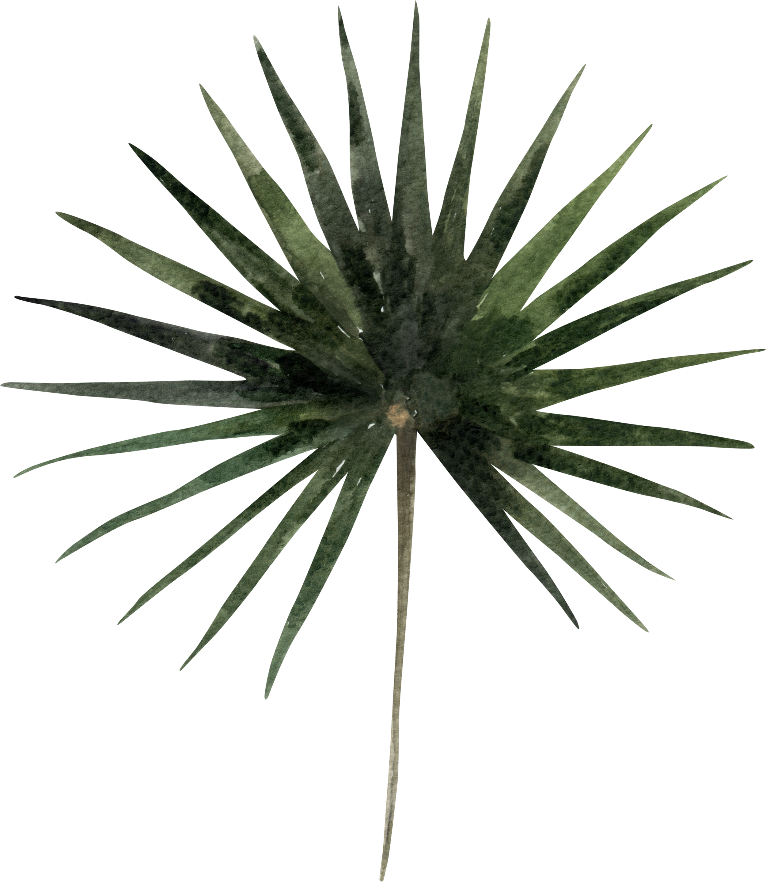 Palm spear botanical icon representing Design Firms — Gloria Black Design offers fractional creative direction and award-winning oversight for interior design firms, the designer other designers hire, Naples Florida