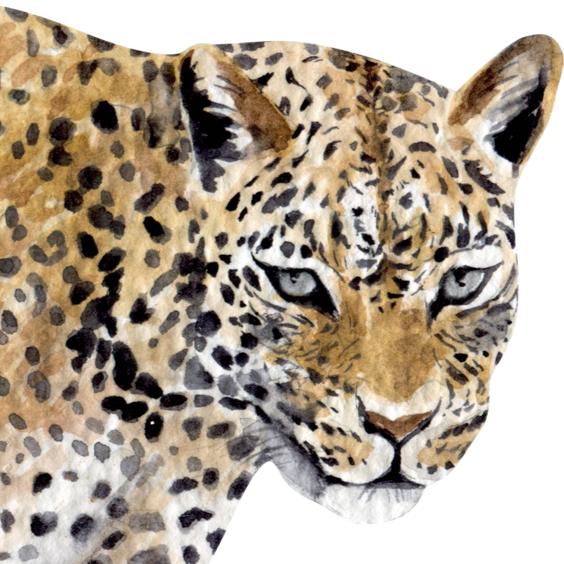 Leopard representing Visionaries — Gloria Black Design serves clients building custom luxury homes, estates, and superyachts across the United States