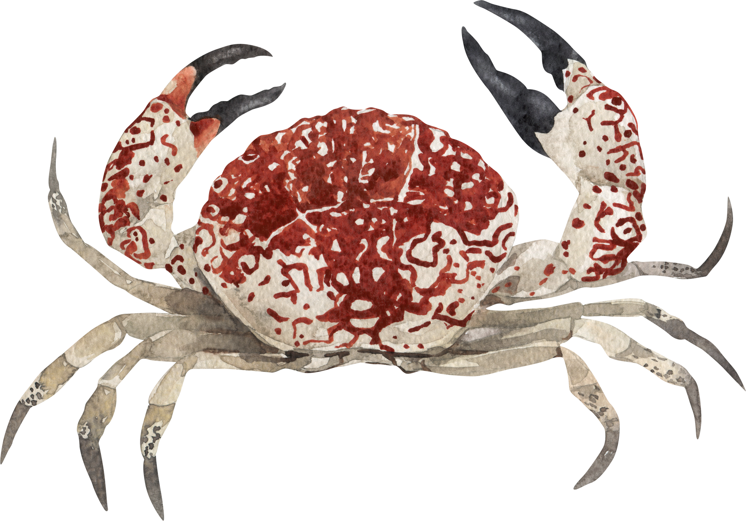 Watercolor crab illustration
