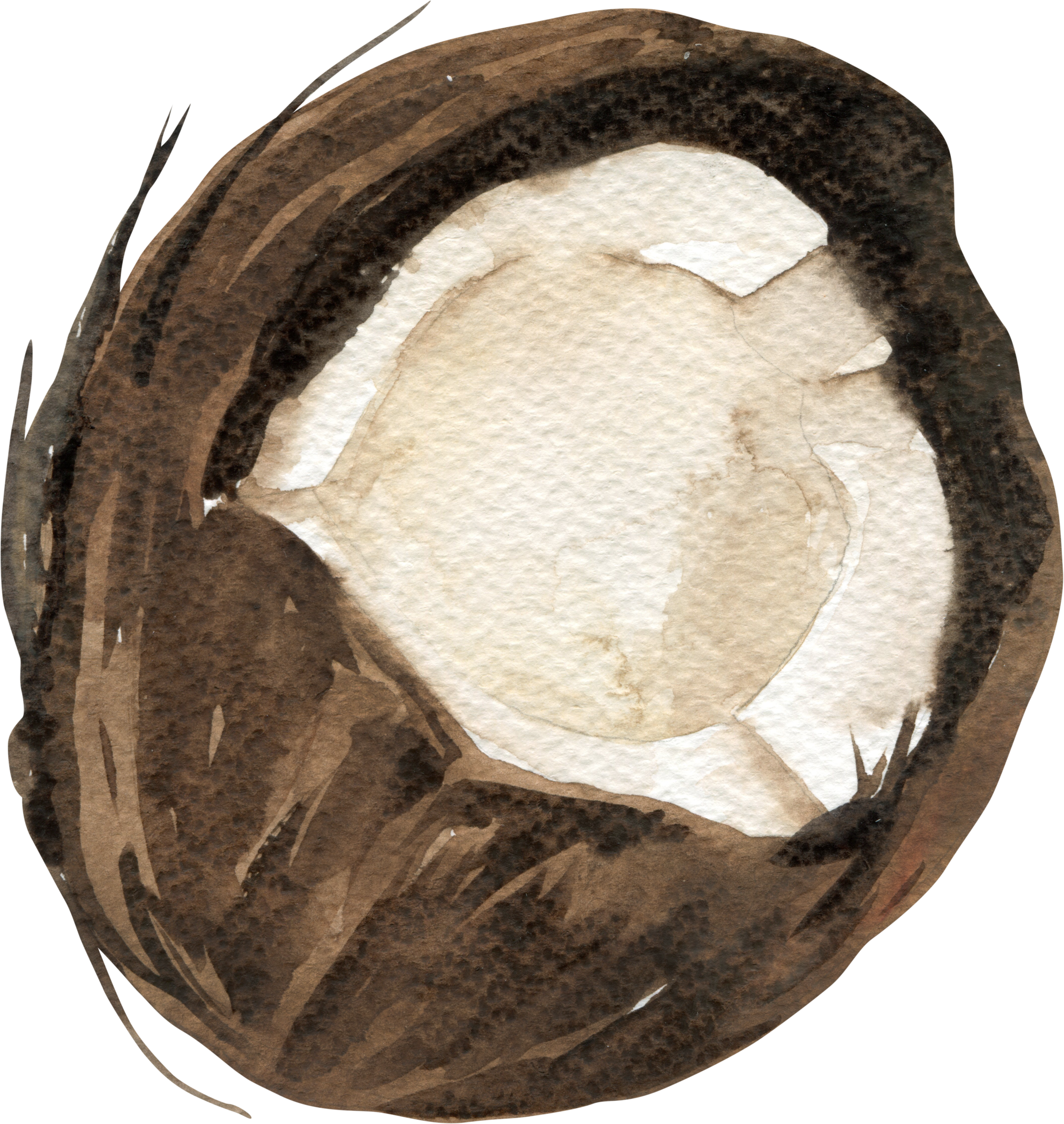 Coconut icon representing Multi-Generational Families — Gloria Black Design creates thoughtful spaces serving every stage of life, from nurseries to aging-in-place, inclusive luxury interior design consultant Naples Florida