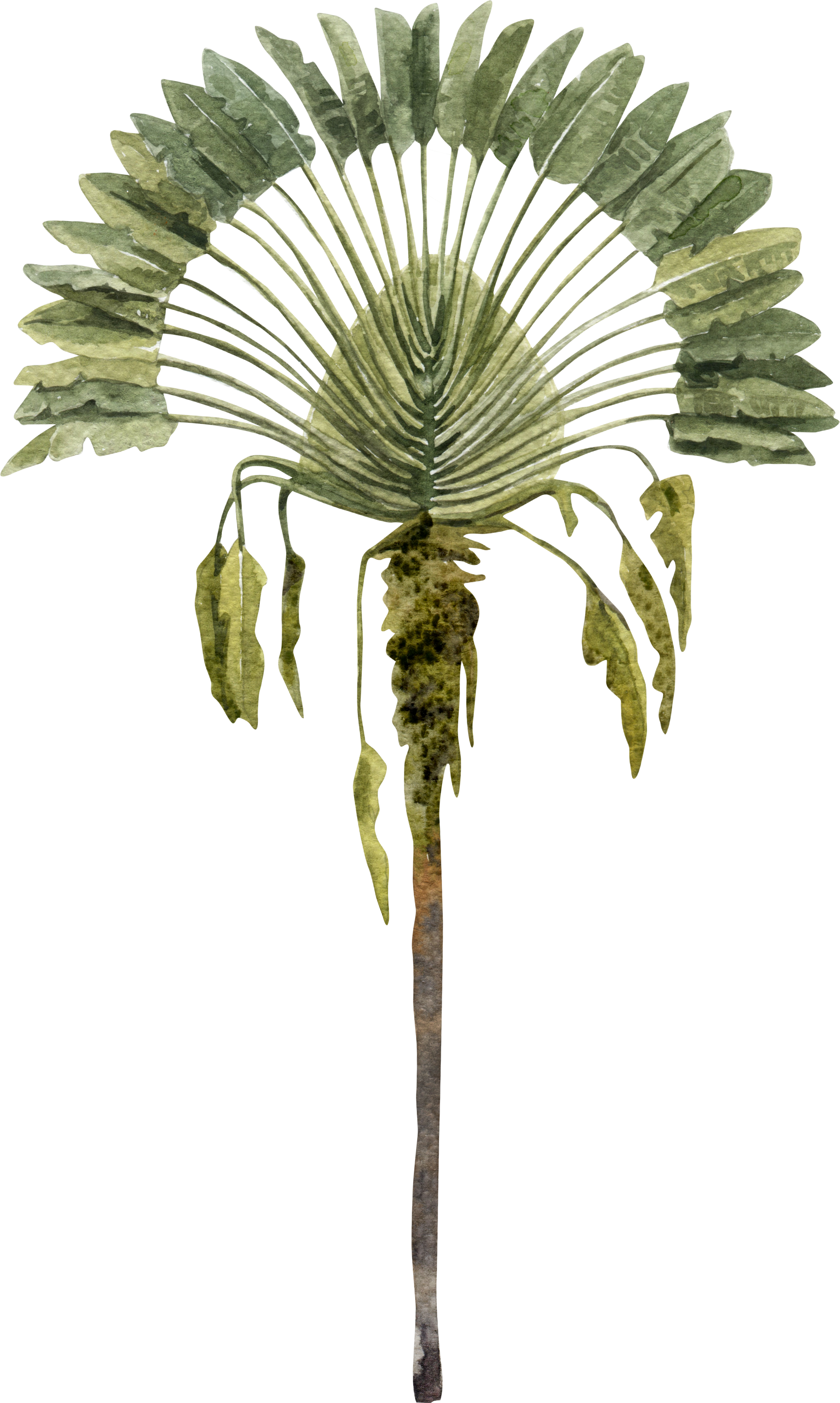 Watercolor fan palm illustration