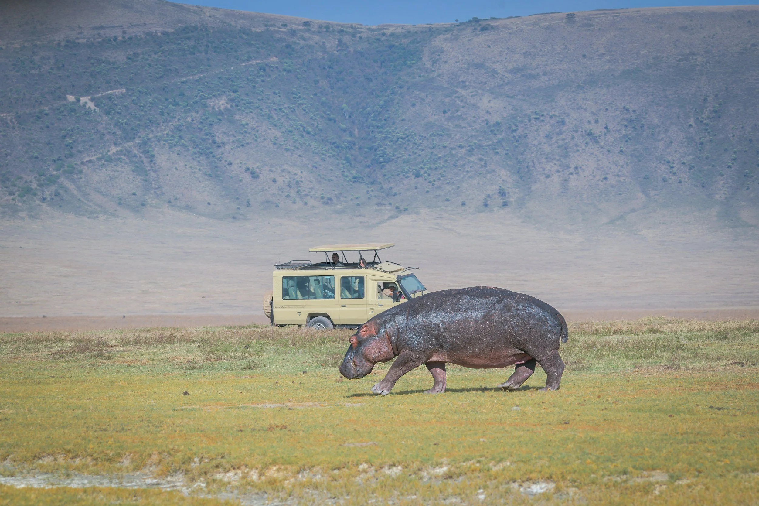 Hippopotamus near a safari vehicle in Ngorongoro Crater during a Tanzania safari