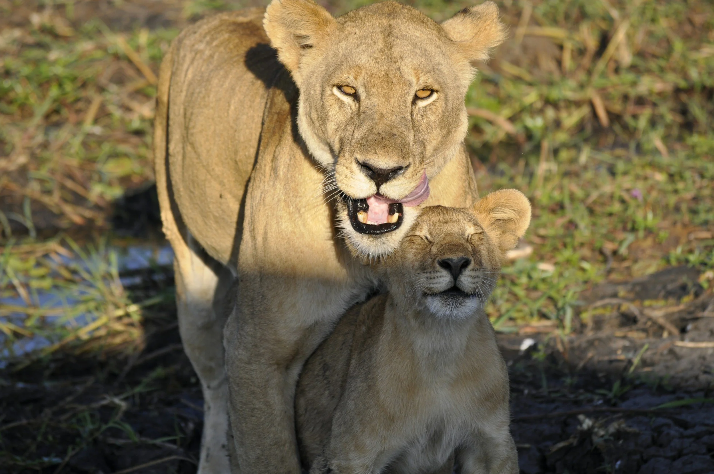 A lioness with a cub, with the lioness licking the cub's head, in a natural grassy area.