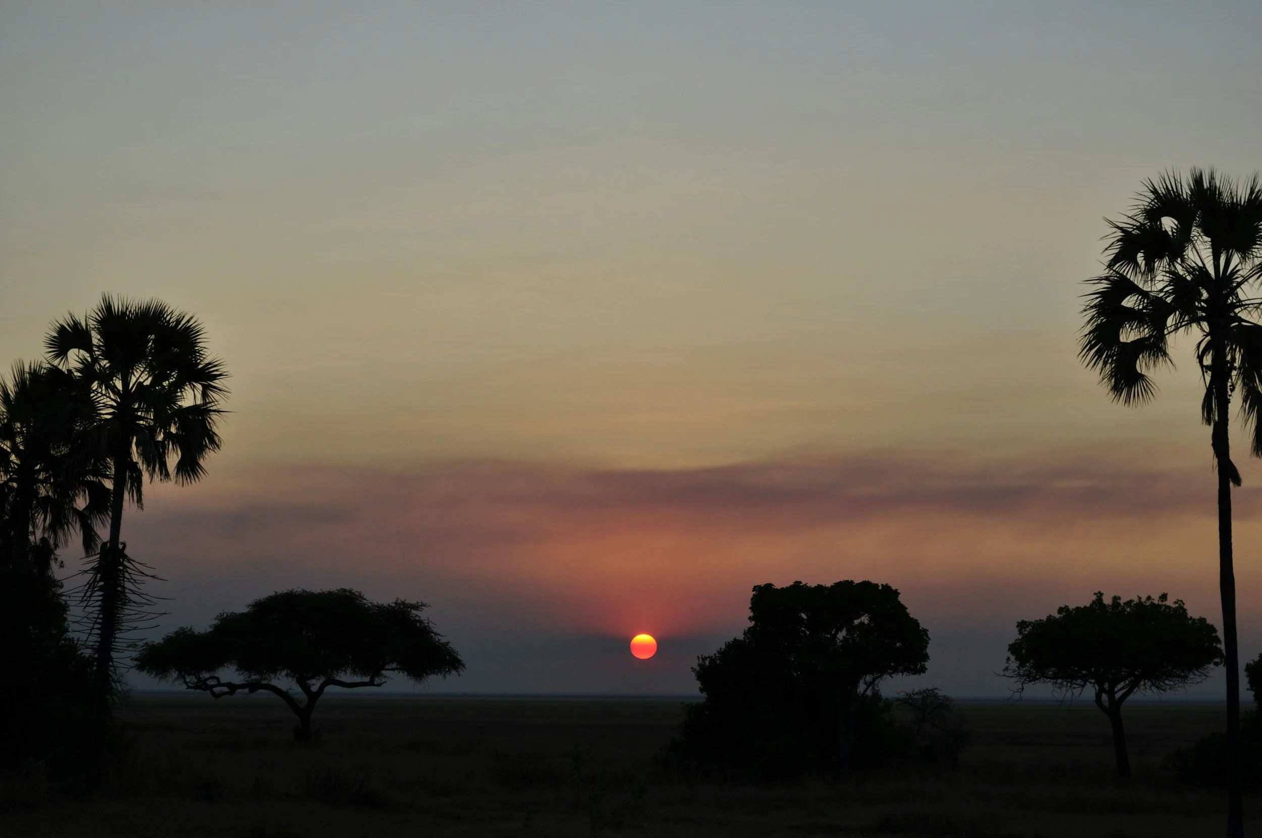 Silhouetted trees against a sunset with the sun near the horizon and a sky fading from yellow to purple.