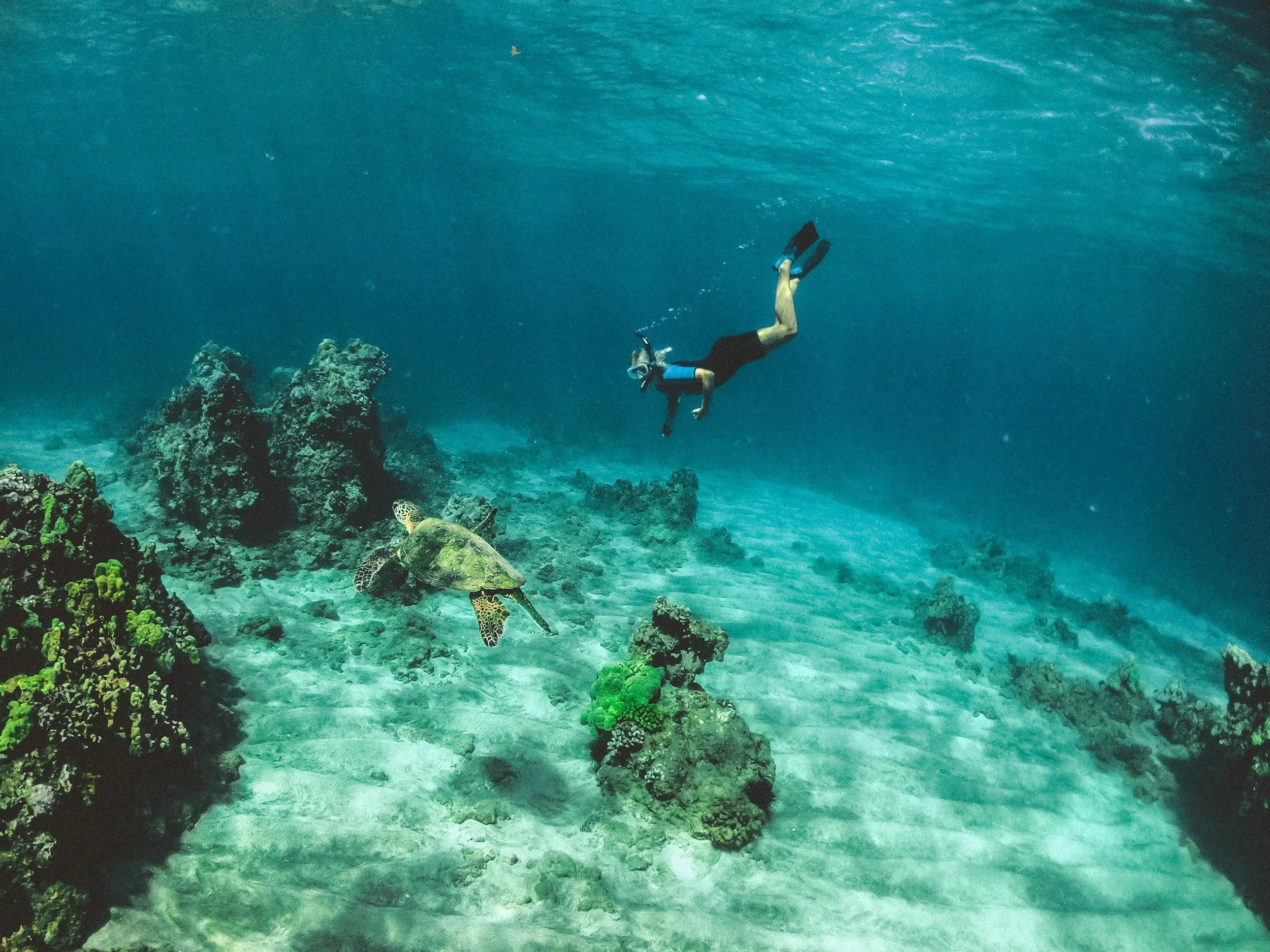 A person snorkeling underwater near a coral reef, with two sea turtles swimming nearby.