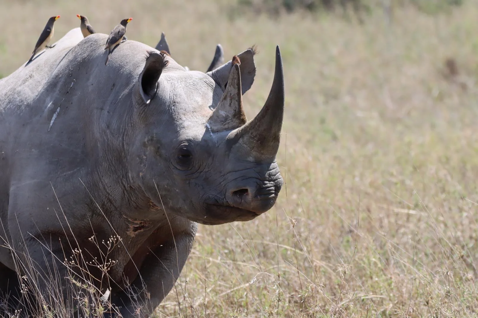 A close-up of a rhinoceros standing in a grassy plain, with several small birds perched on its back.