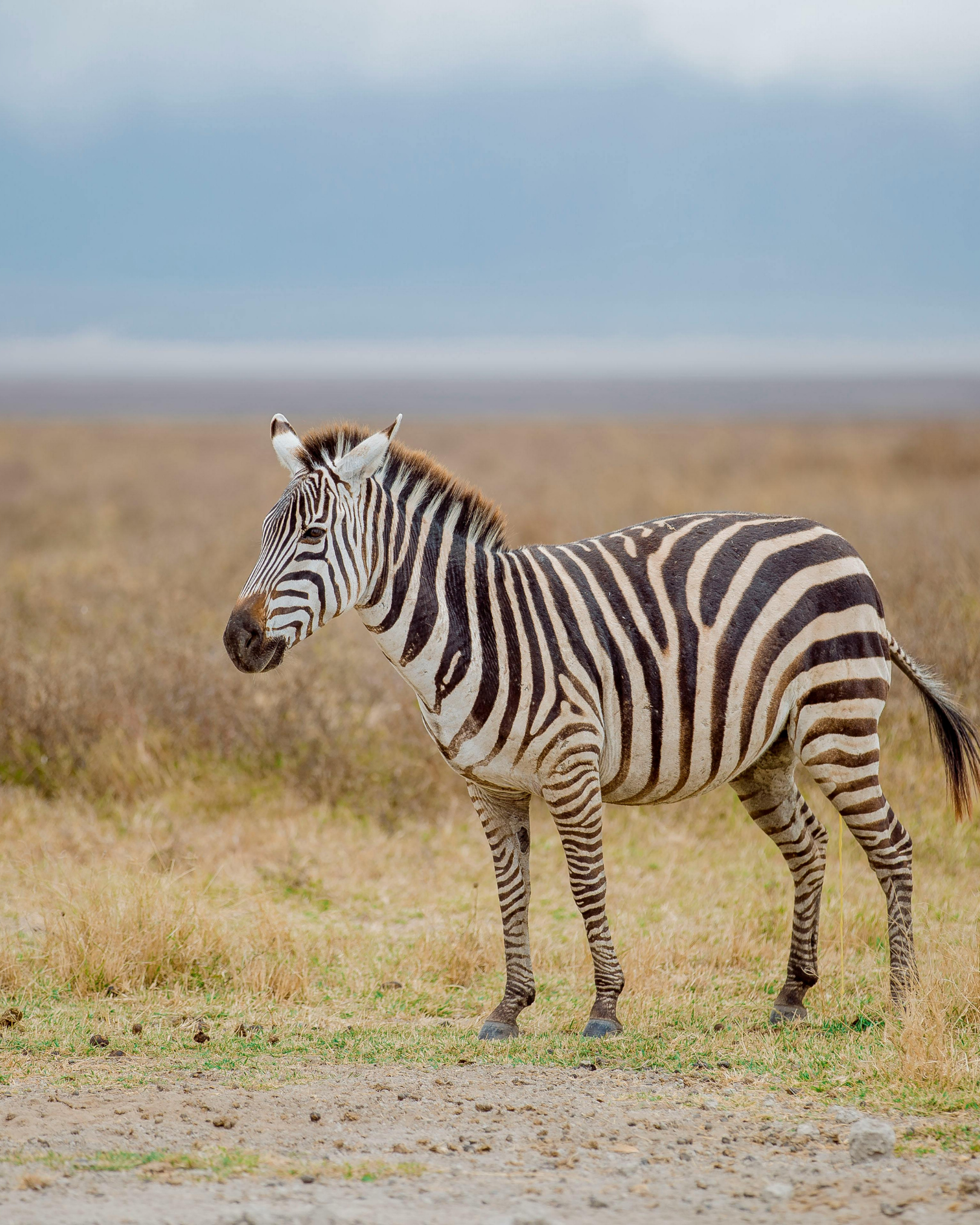 A zebra standing in a grassy savannah landscape with a cloudy sky in the background.