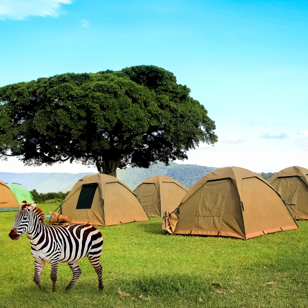 A zebra standing in front of camping tents under a large tree in a grassy field.