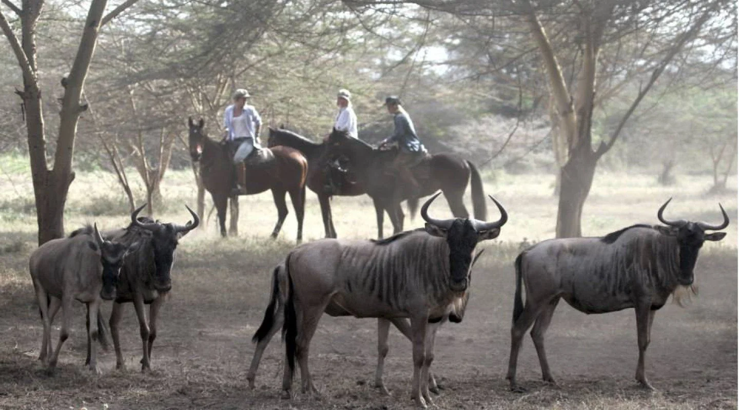 A safari scene with three wildebeests in the foreground and three people riding horses in the background under trees.