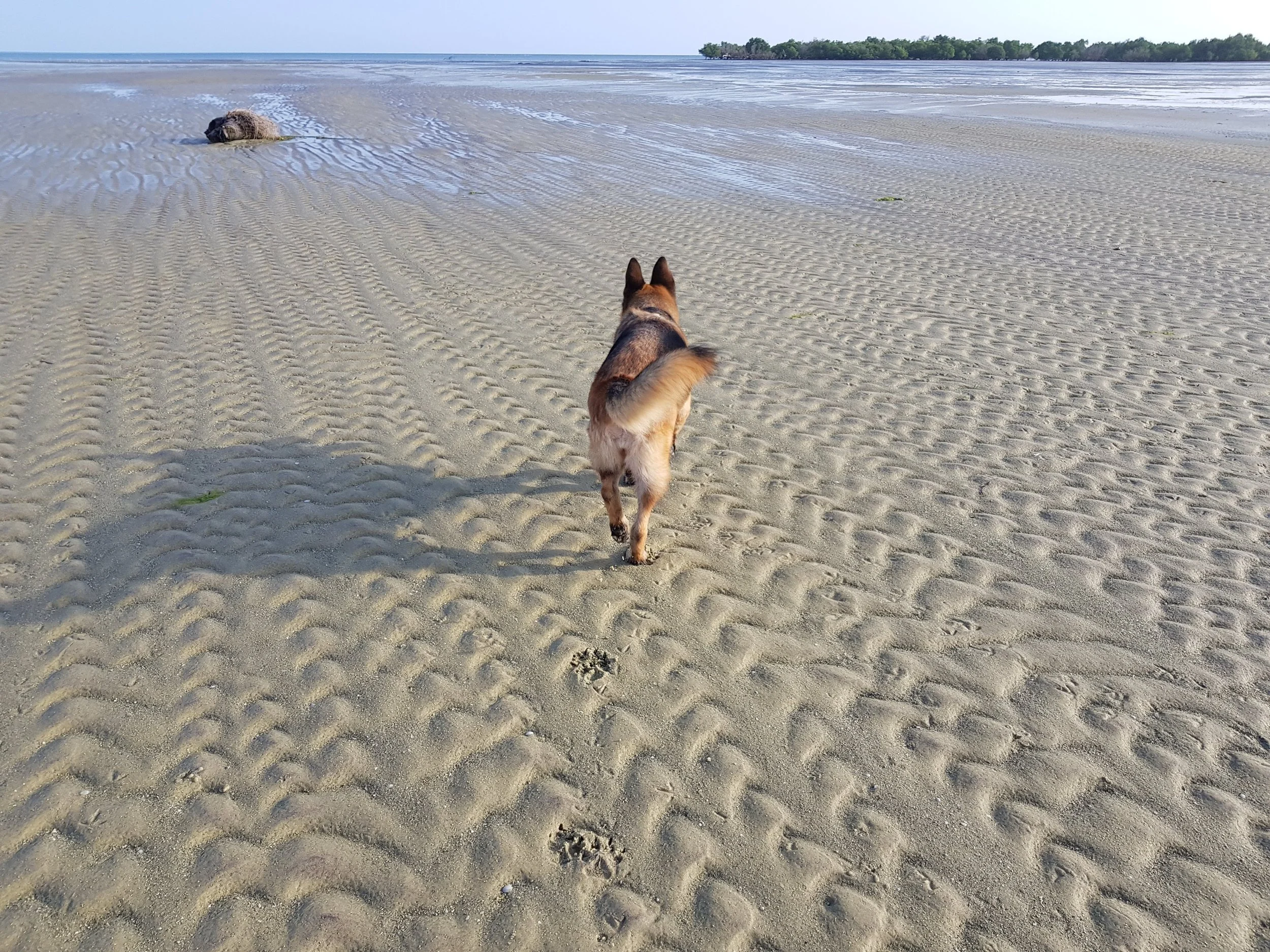 Dog walking on a sandy beach towards a walrus lying on the sand, with a distant shoreline and trees in the background.