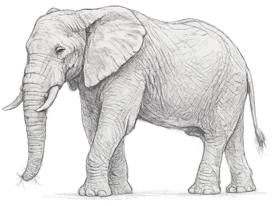 A detailed pencil sketch of a large African elephant standing on a flat surface.