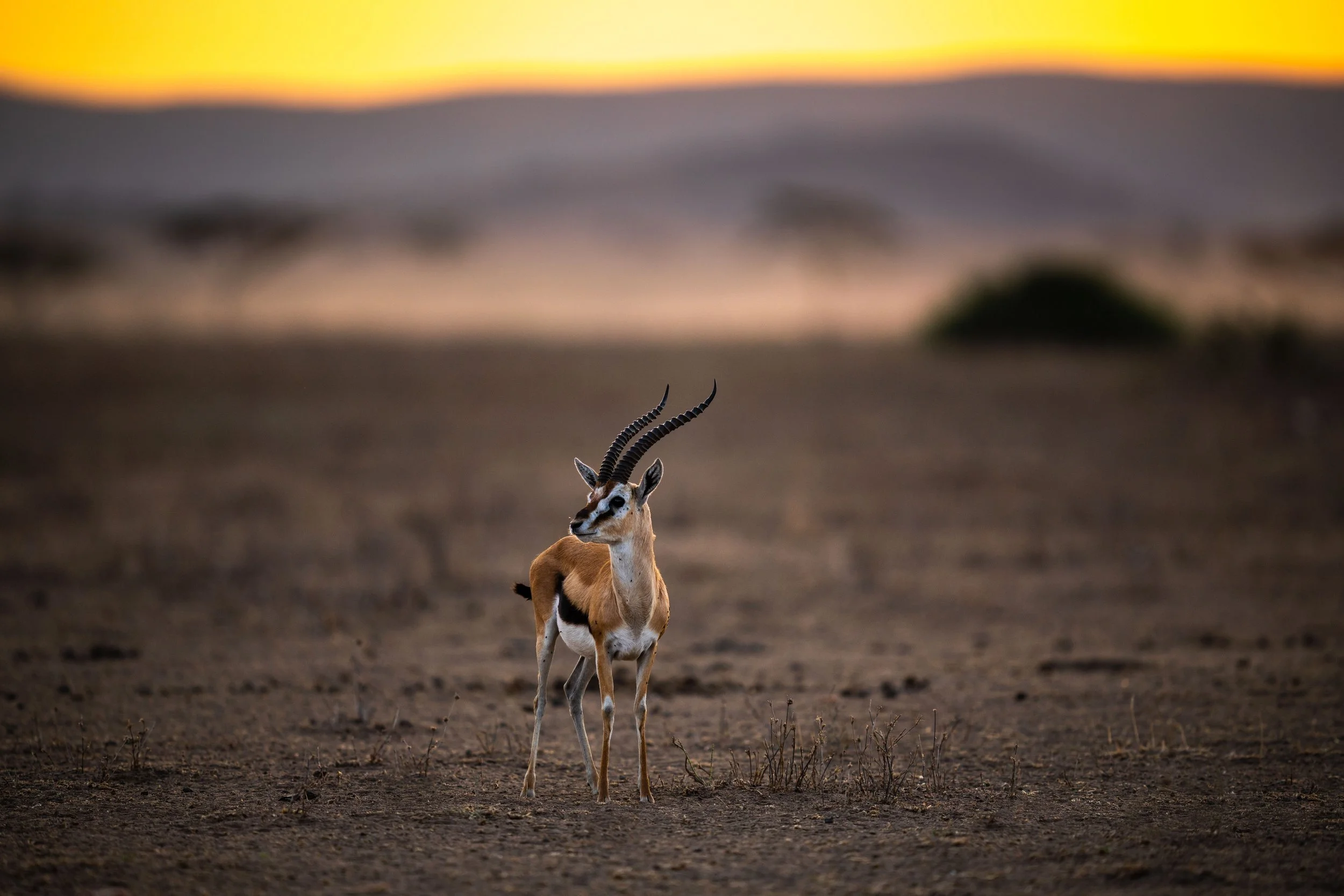 A lone gazelle with curved horns standing on a barren plain during sunset, with a blurred background of the horizon and sky.