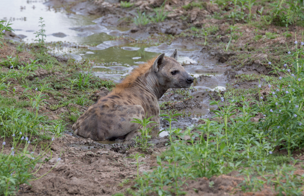 Young hyena sitting on muddy ground near a small water body, surrounded by green plants and grass.