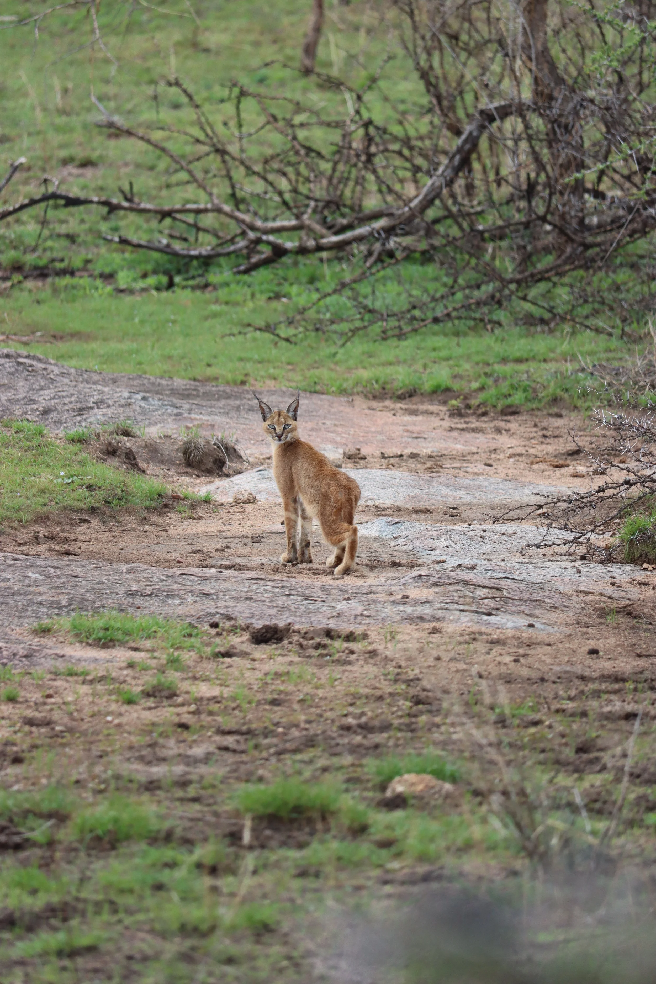 A feline animal, possibly a wild cat, standing on a dirt path in a natural environment with grass and leafless branches.