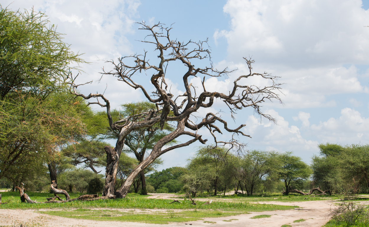 A leafless, twisted, dead tree in a green landscape with scattered trees and a blue sky with clouds.