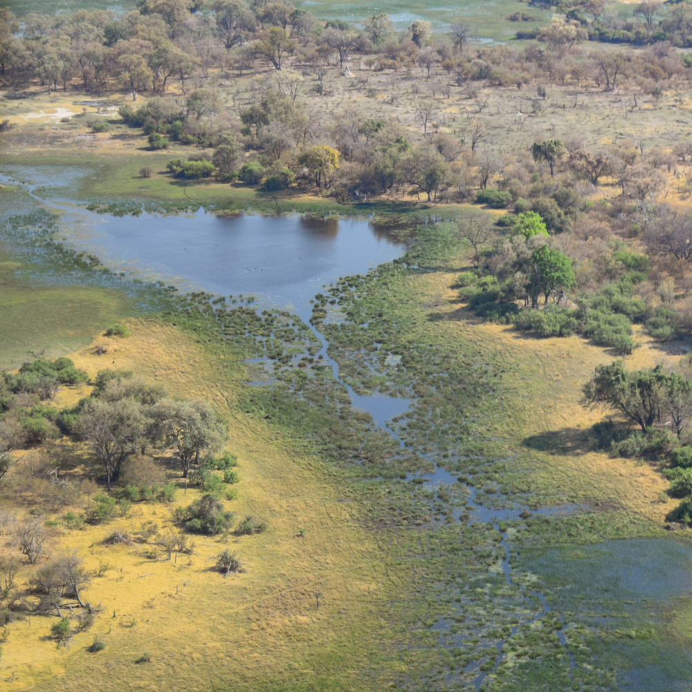 Aerial view of a wetland landscape with patches of water, grassy areas, and scattered trees.