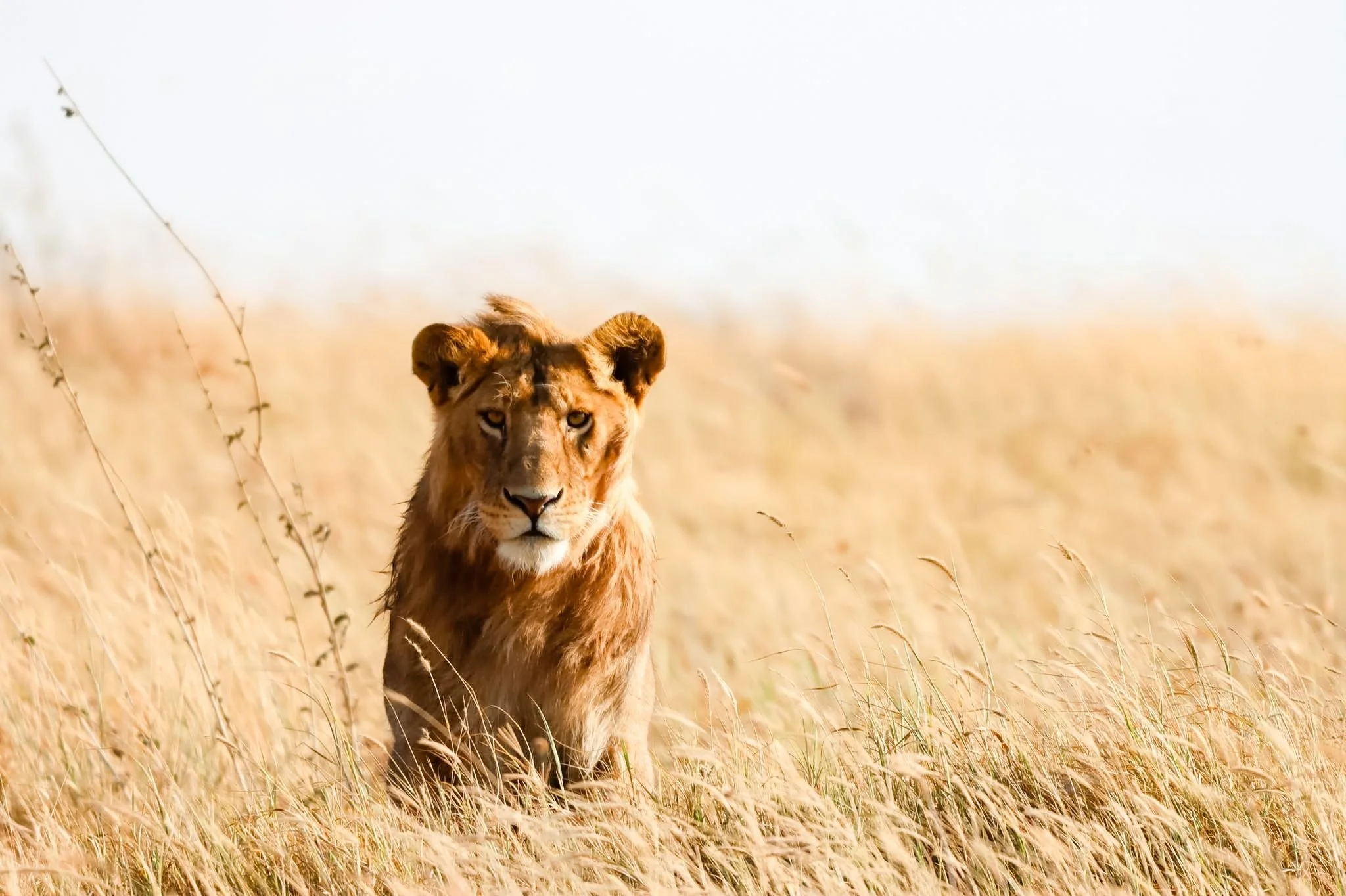 A lioness walking through tall grass in a savannah with a pale sky in the background.