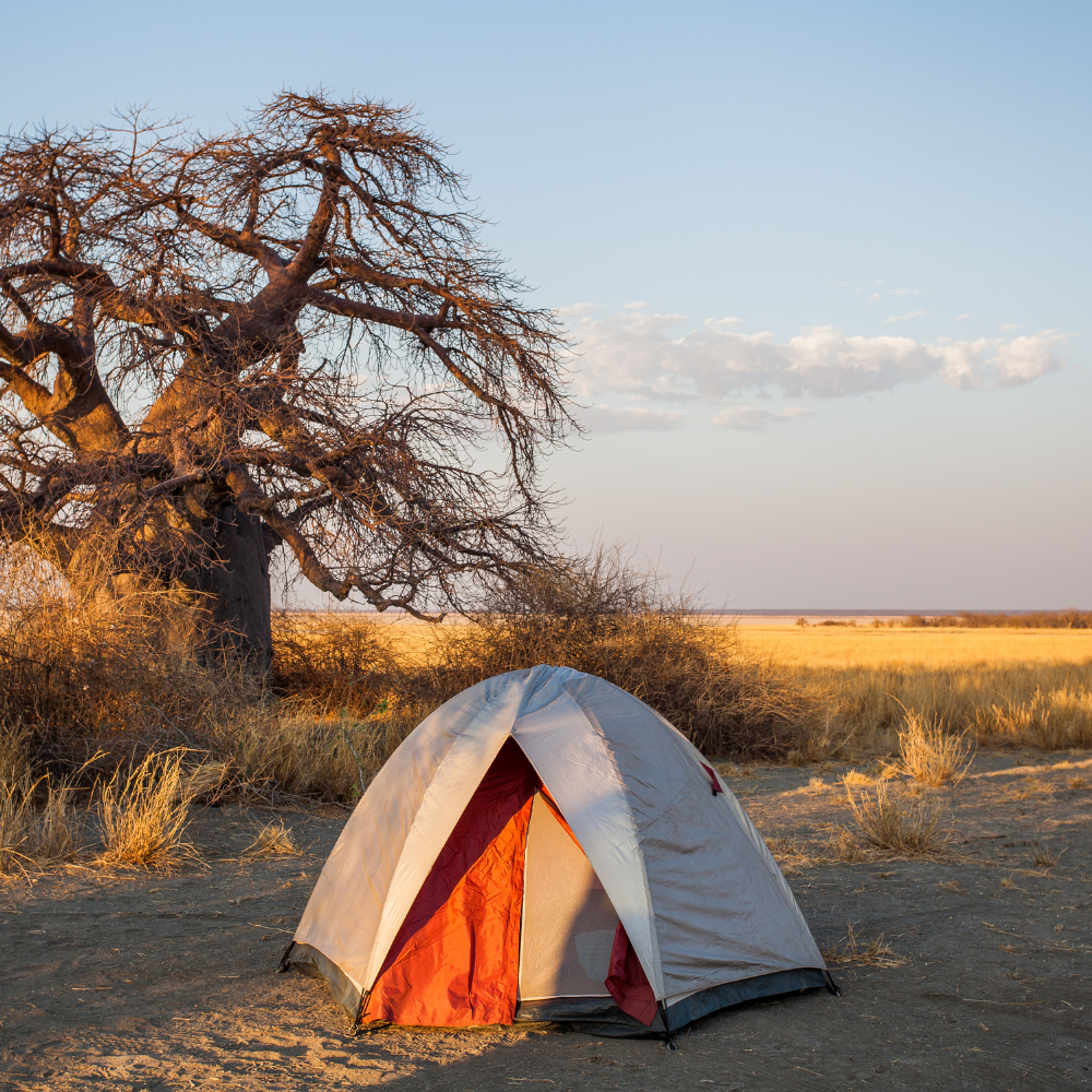 A camping tent set up on dry soil near a leafless tree in a vast open field during sunset or sunrise.