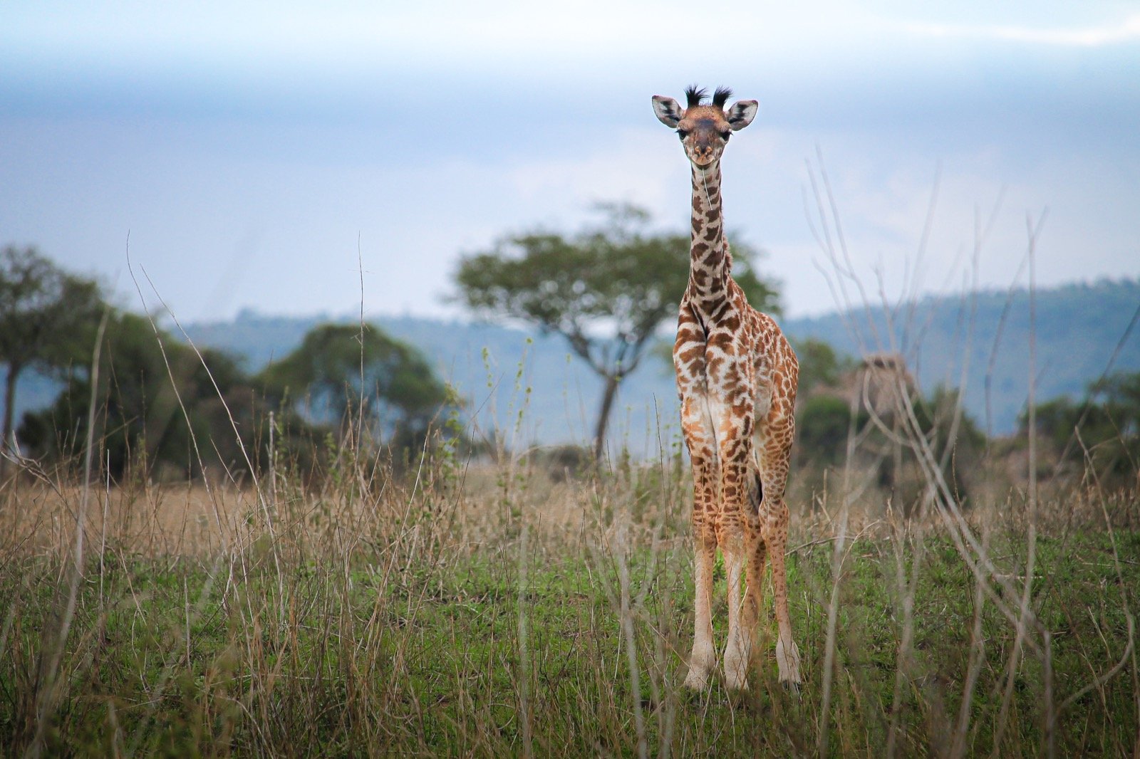 A giraffe standing in a grassy savannah with trees in the background and a cloudy sky.