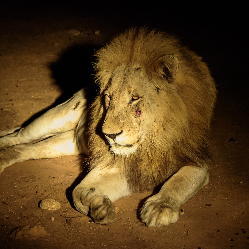 A photograph of a lion lying on the ground at night, with a small injury on its face and a female lion resting her head against its side.