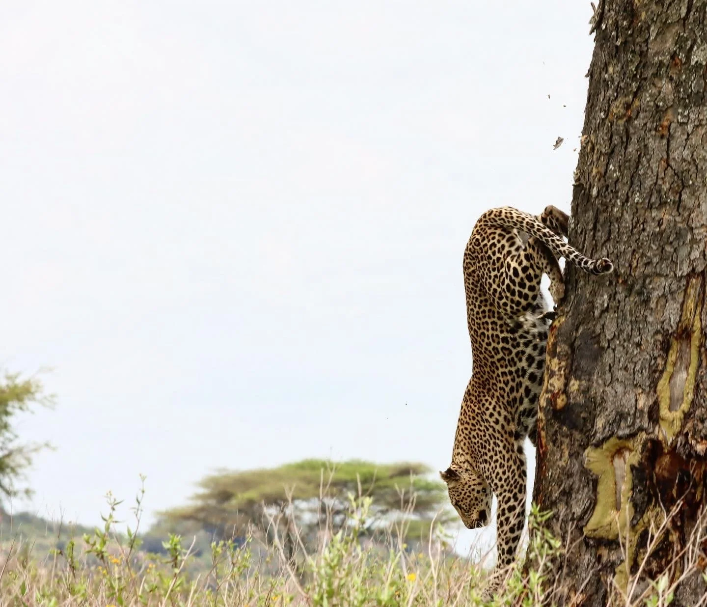 Leopard climbing a tree during a Tanzania safari in the Serengeti