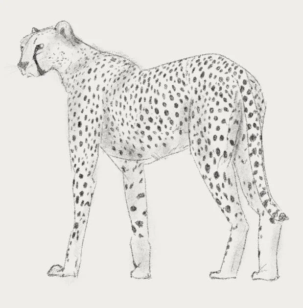 Sketch of a cheetah standing to the left, facing slightly away, with detailed spots.