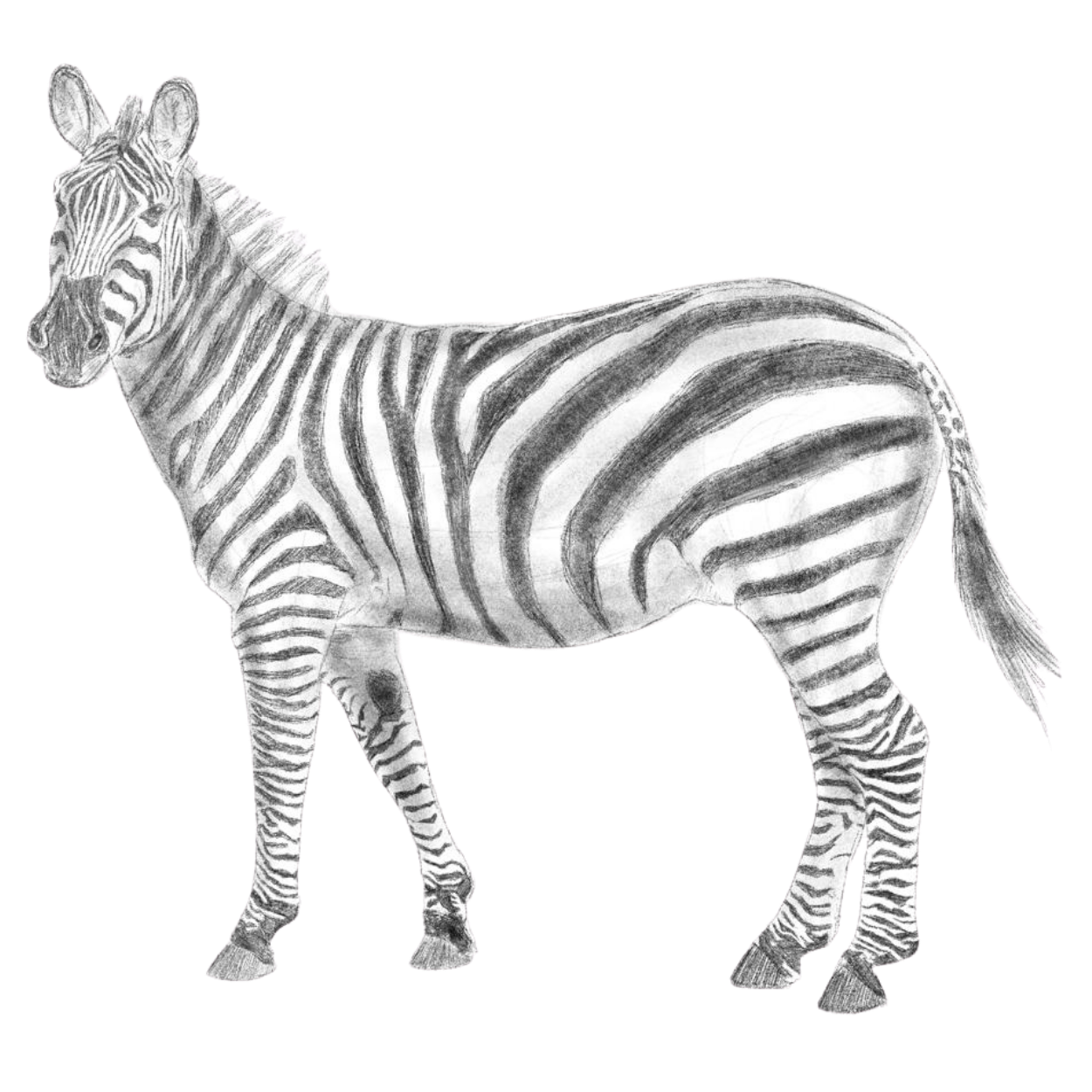 A detailed pencil sketch of a zebra standing on a plain background.