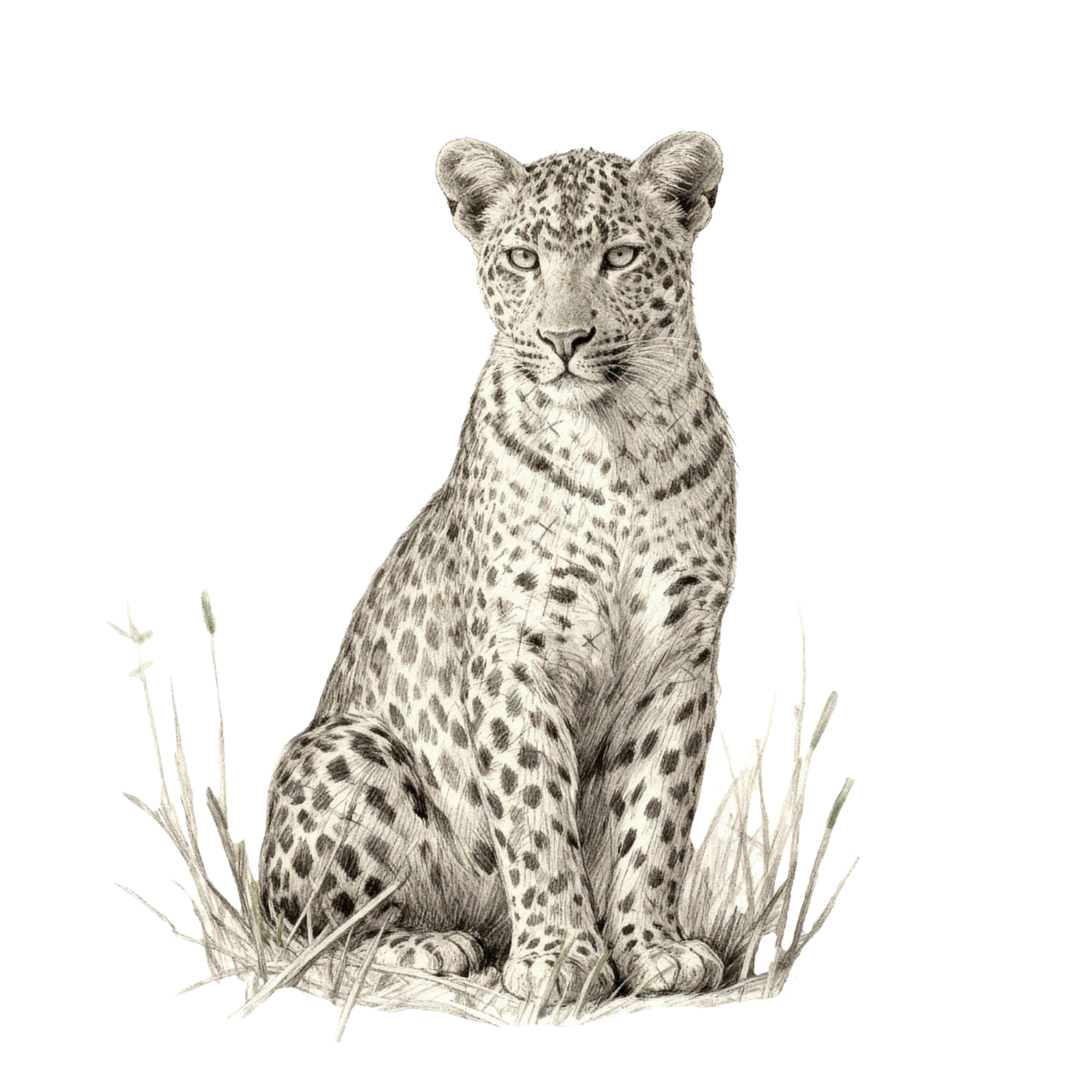 A black and white illustrated image of a leopard cub sitting on dry grass amid tall grass, looking directly at the viewer